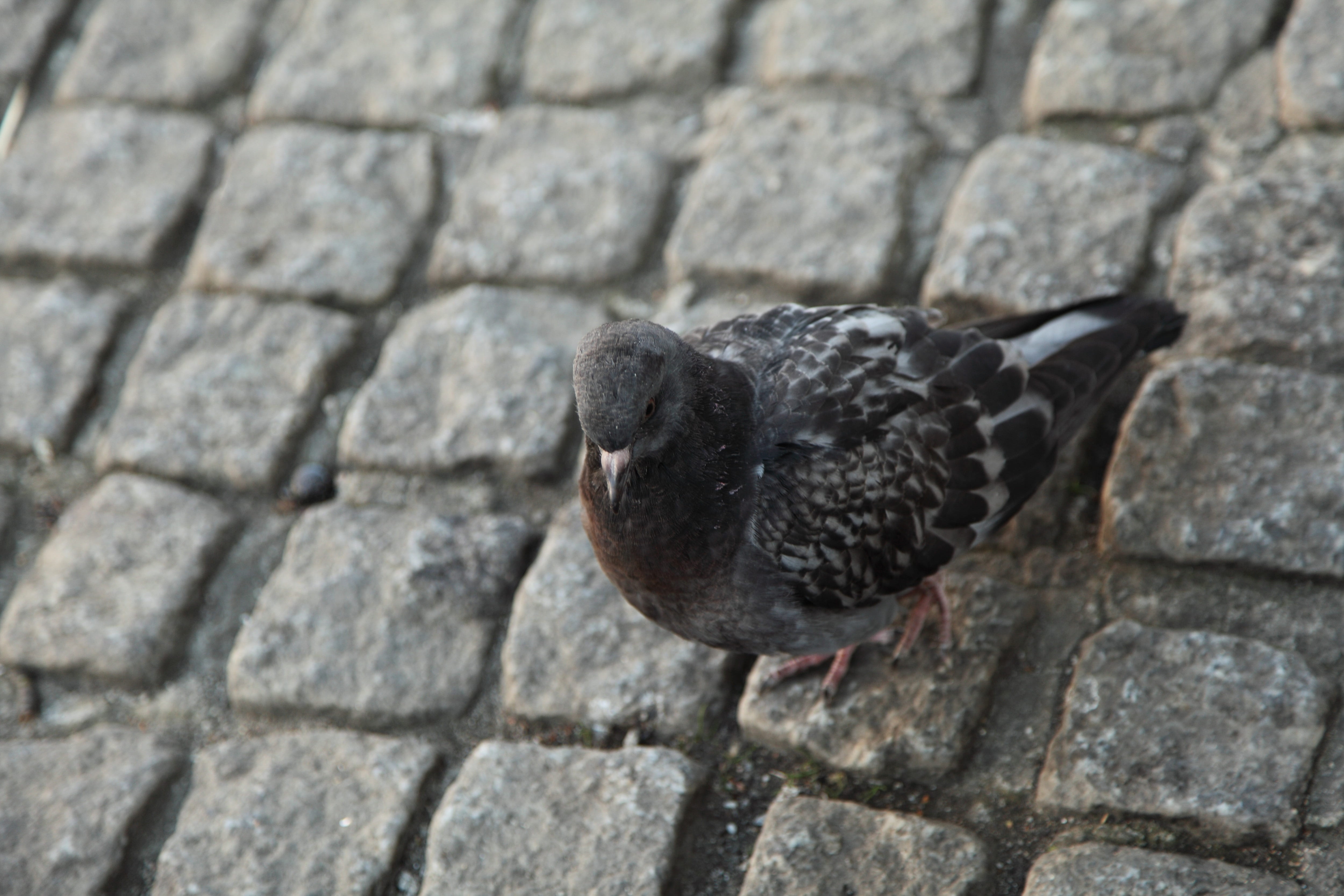 floor, bird, beak, outdoors, sidewalk, no people, animal wildlife, tile, pavement, cobble, gray, animal themes, focus on foreground, single, street, pigeon, HD Wallpaper