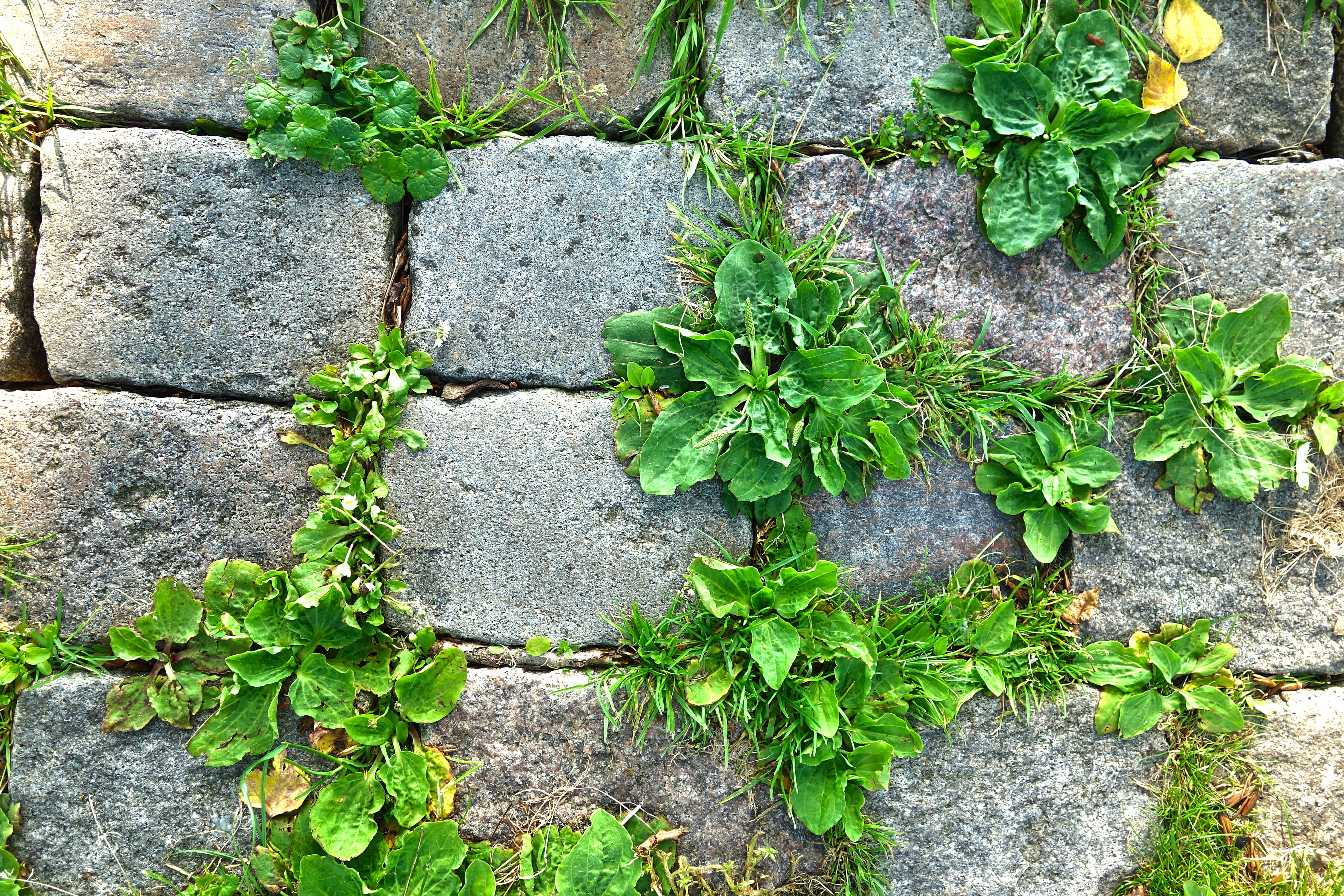 outdoors, paving, footpath, cobble, nature, wall, textured, plant, stone, day, high angle view, directly above, full frame, freshness, wall - building feature, HD Wallpaper