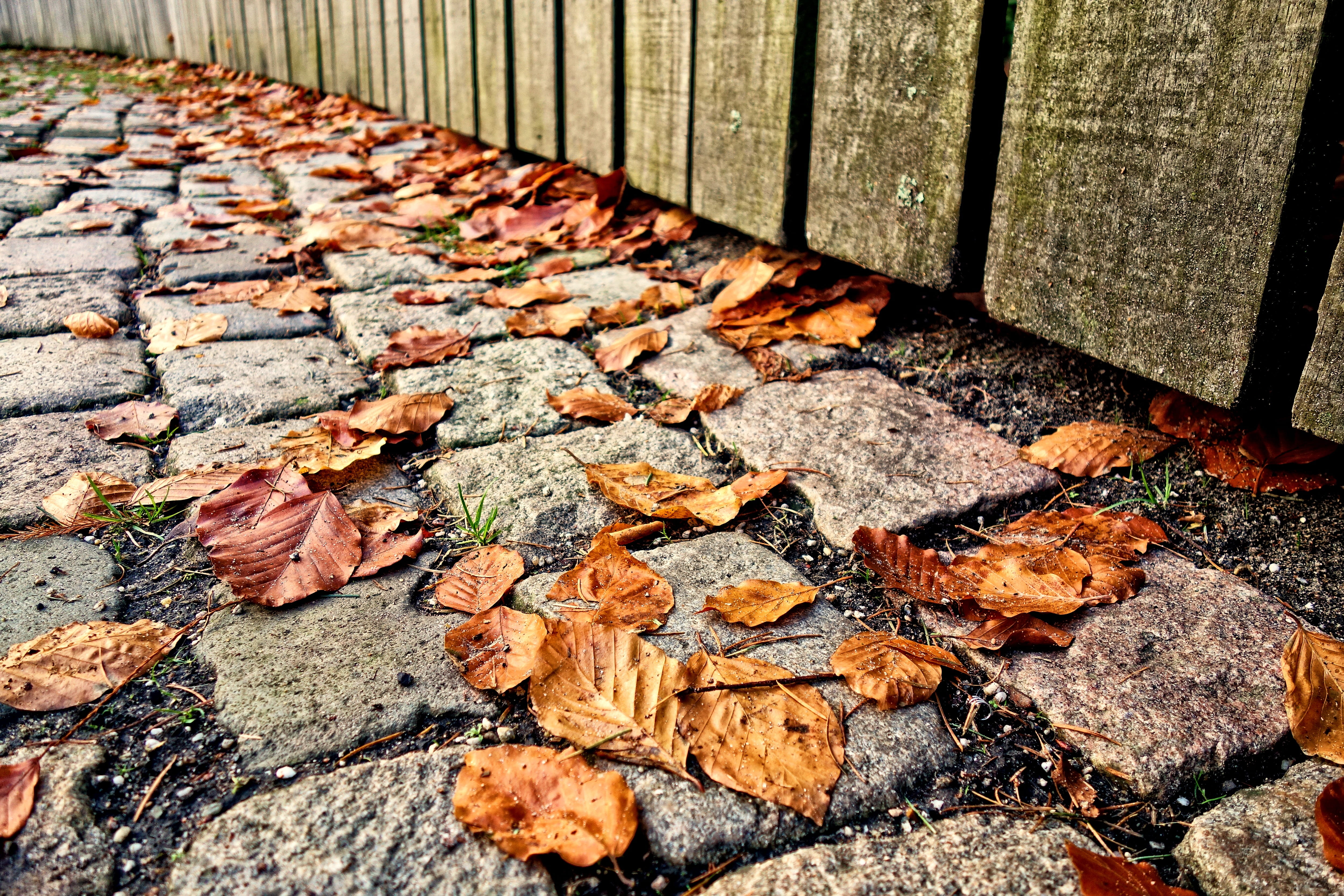 fallen leaves, day, high angle view, planks, fence, natural condition, change, leaf, path, gravel, maple leaf, leaves, dry, 4K, falling, walkway, cobbles, HD Wallpaper