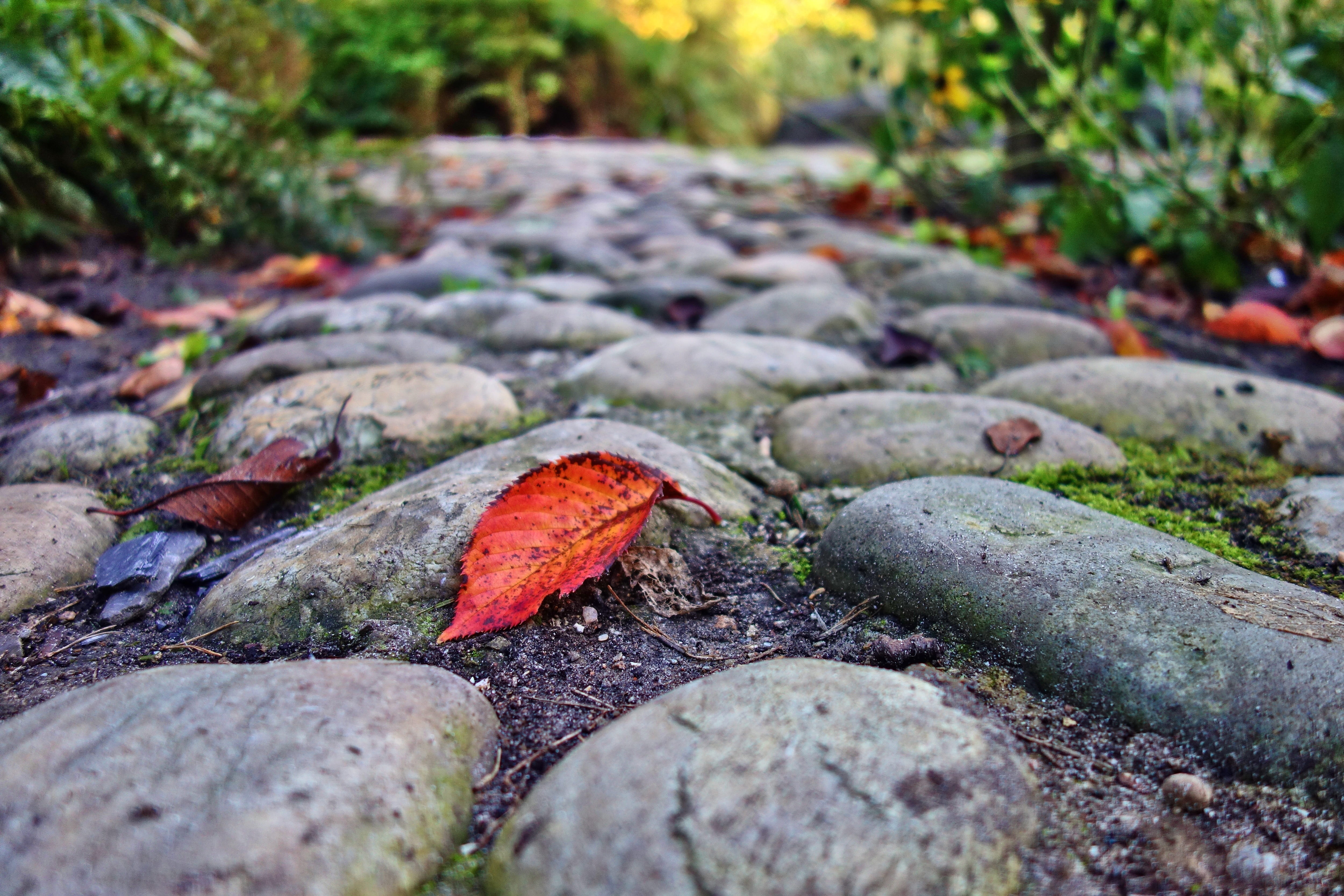 solid, 4K, surface, leaf, cobblestone, field, plant, rock - object, outdoors, autumn, park, cobbled, no people, beauty in nature, walkway, nature, rock, HD Wallpaper
