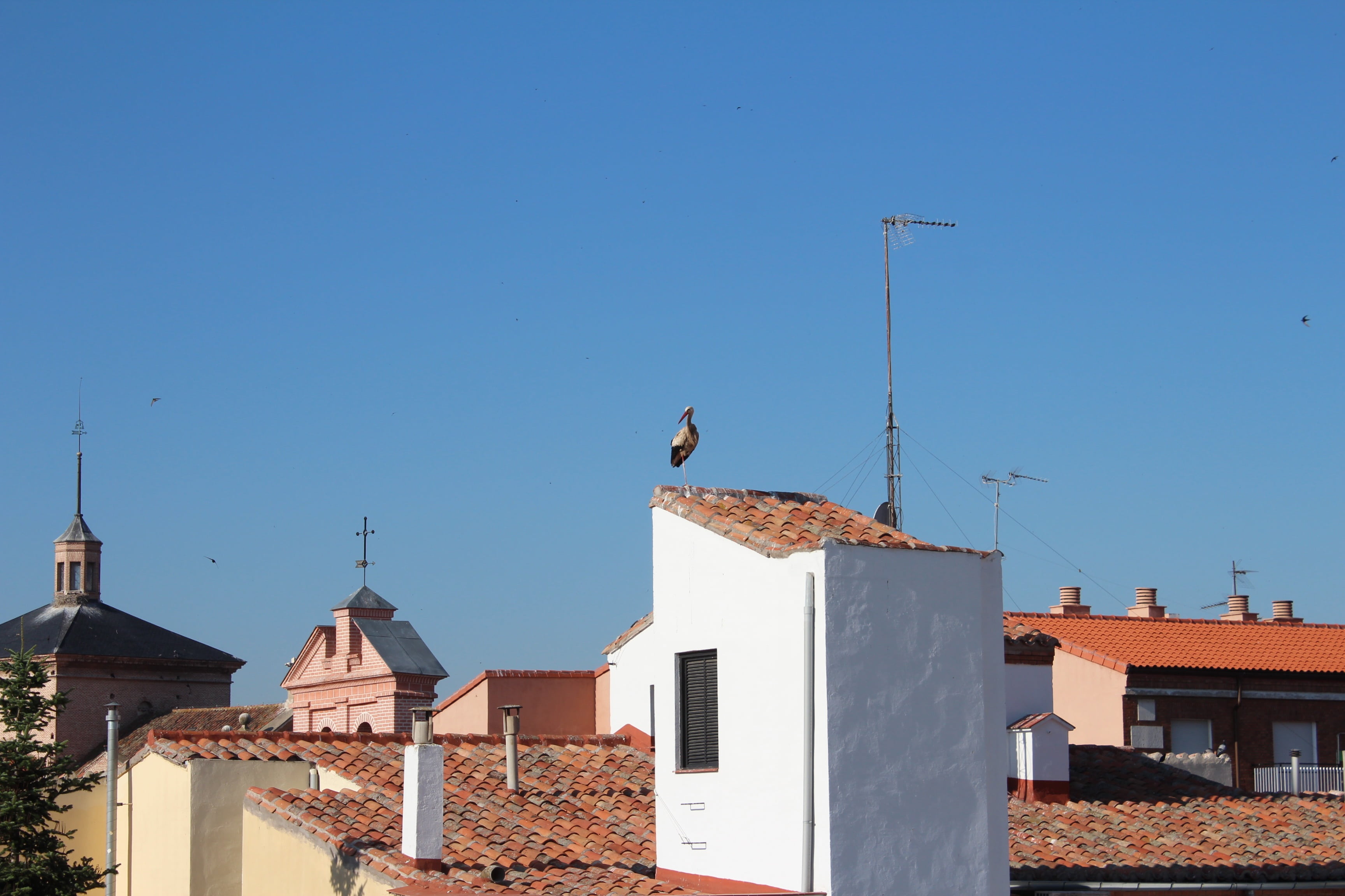 spain, seagull, sky, no people, bird, animal wildlife, perching, day, roof tile, animal, building exterior, built structure, animal themes, architecture, HD Wallpaper