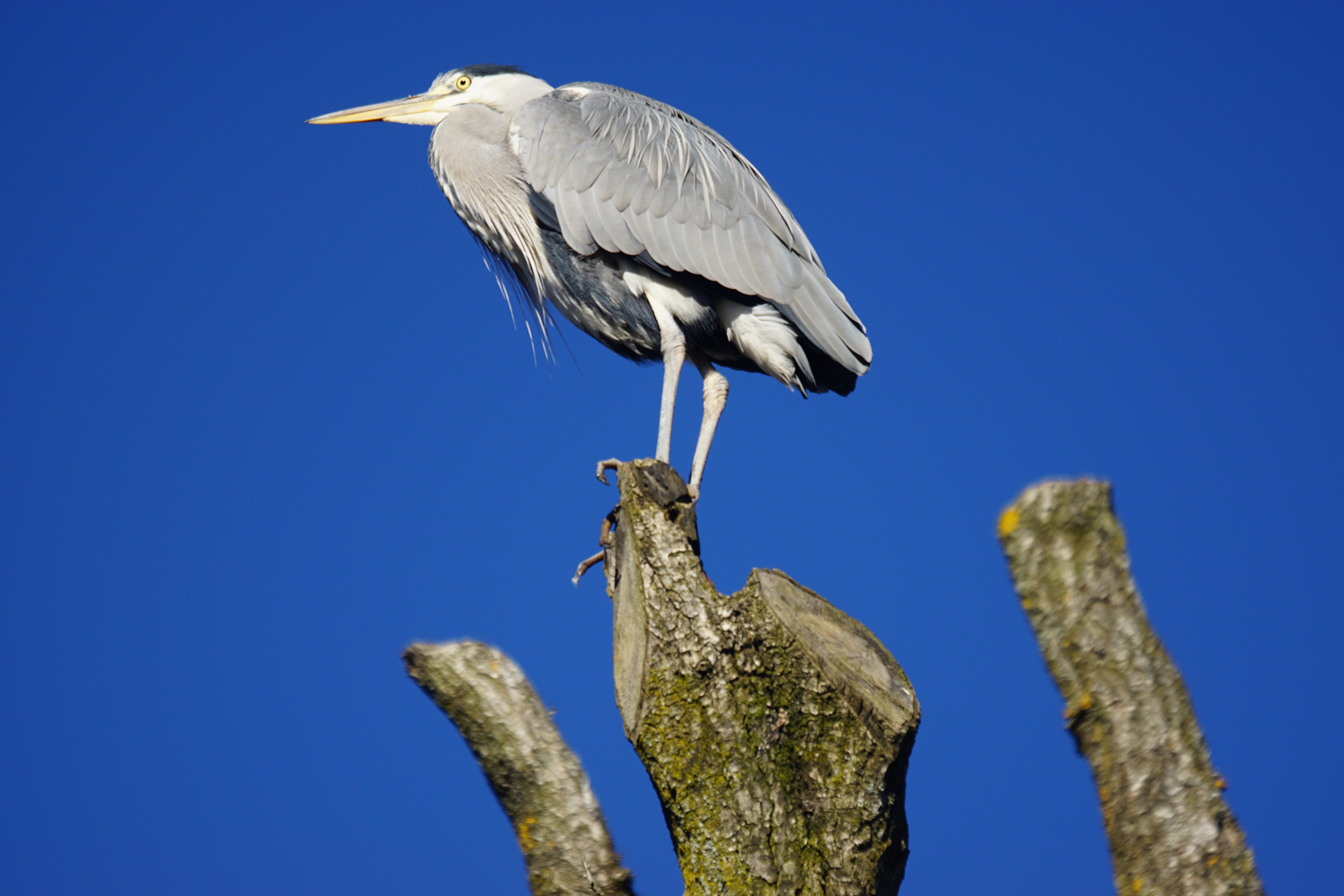 vertebrate, animal themes, animal wildlife, sky, stork, tiergarten, animal, blue, tree, wooden post, low angle view, heron, clear sky, no people, 5K, perching, HD Wallpaper