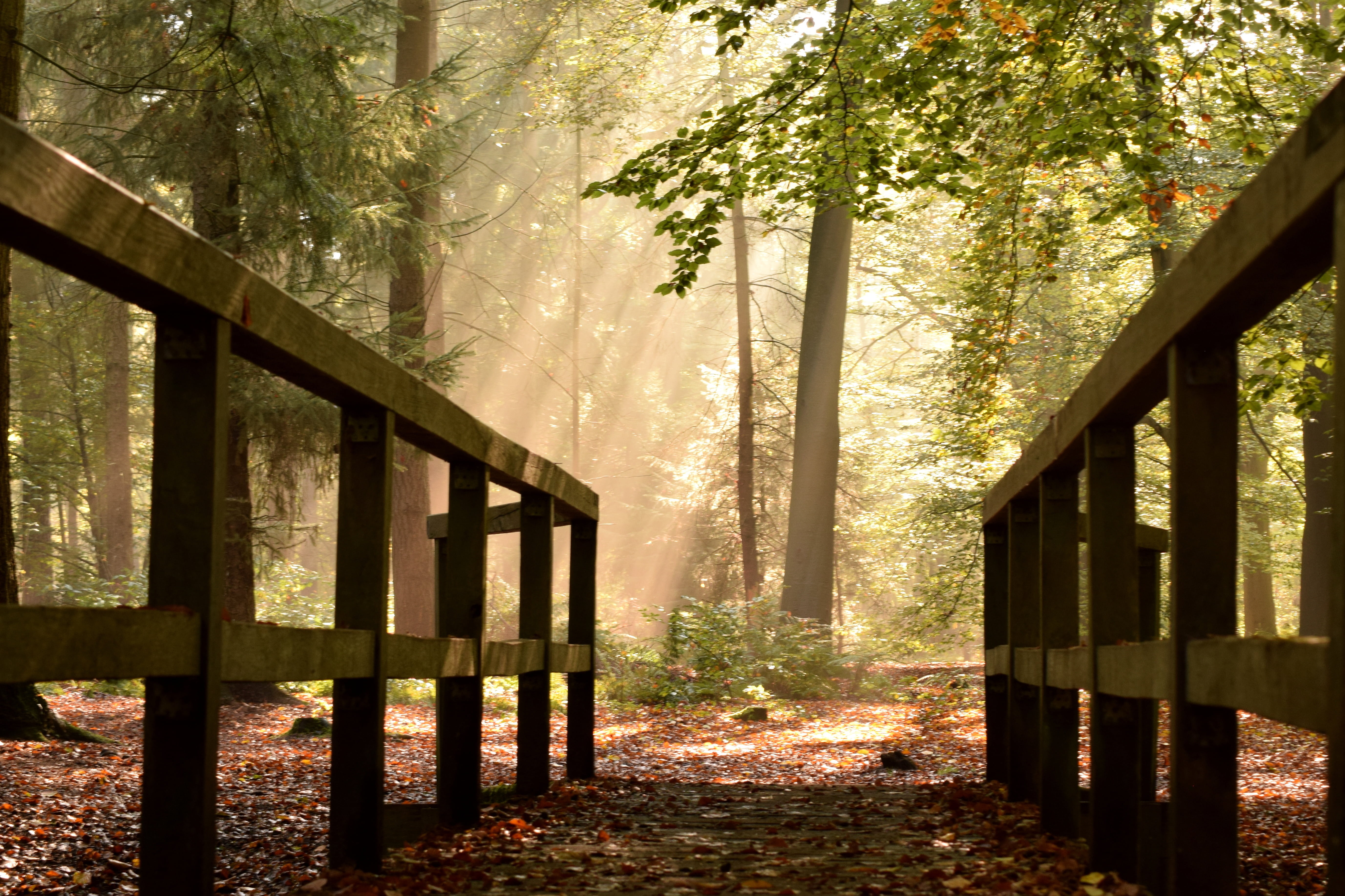 non-urban scene, the way forward, nature, architecture, no people, tranquil scene, railing, delmenhorst, sunlight, plant, beauty in nature, 5K, mood, wood - material, HD Wallpaper