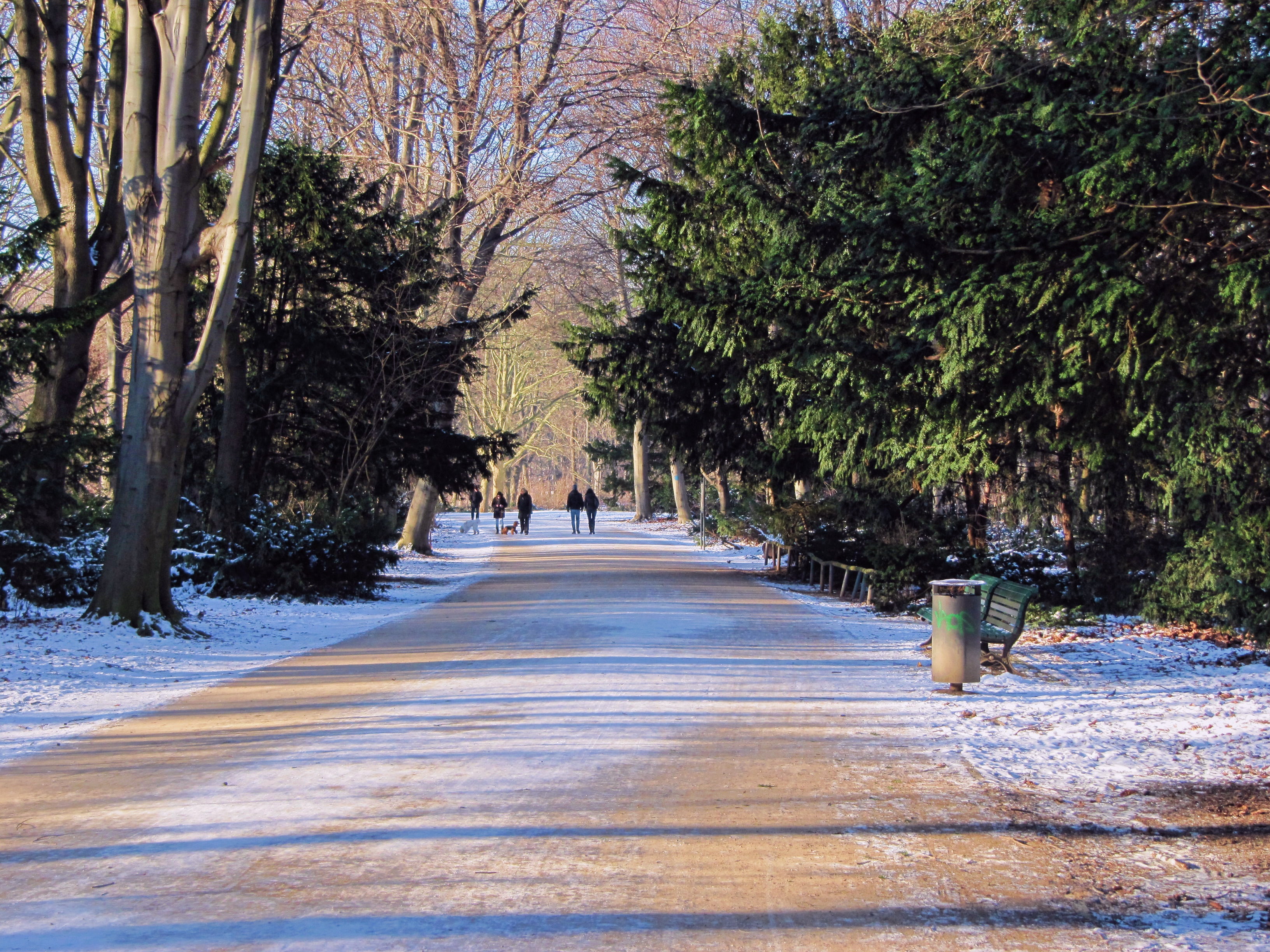 direction, diminishing perspective, footpath, treelined, away, vanishing point, trees, winter, road, wintry, growth, cold temperature, beauty in nature, HD Wallpaper
