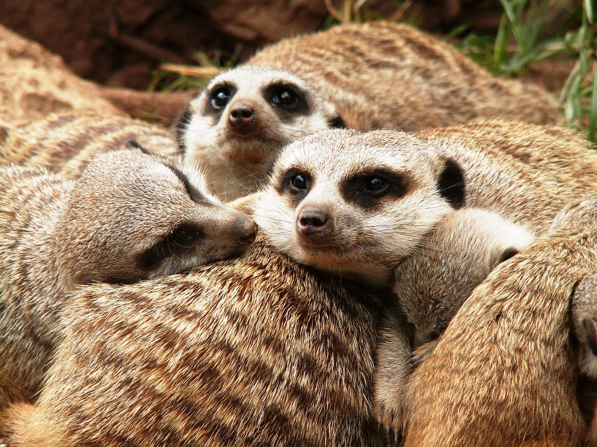 animals, relaxation, animal themes, fur, animals in the wild, animal family, tiergarten, 1080P, outdoors, close-up, animal, nature, day, mammal, meerkat, HD Wallpaper
