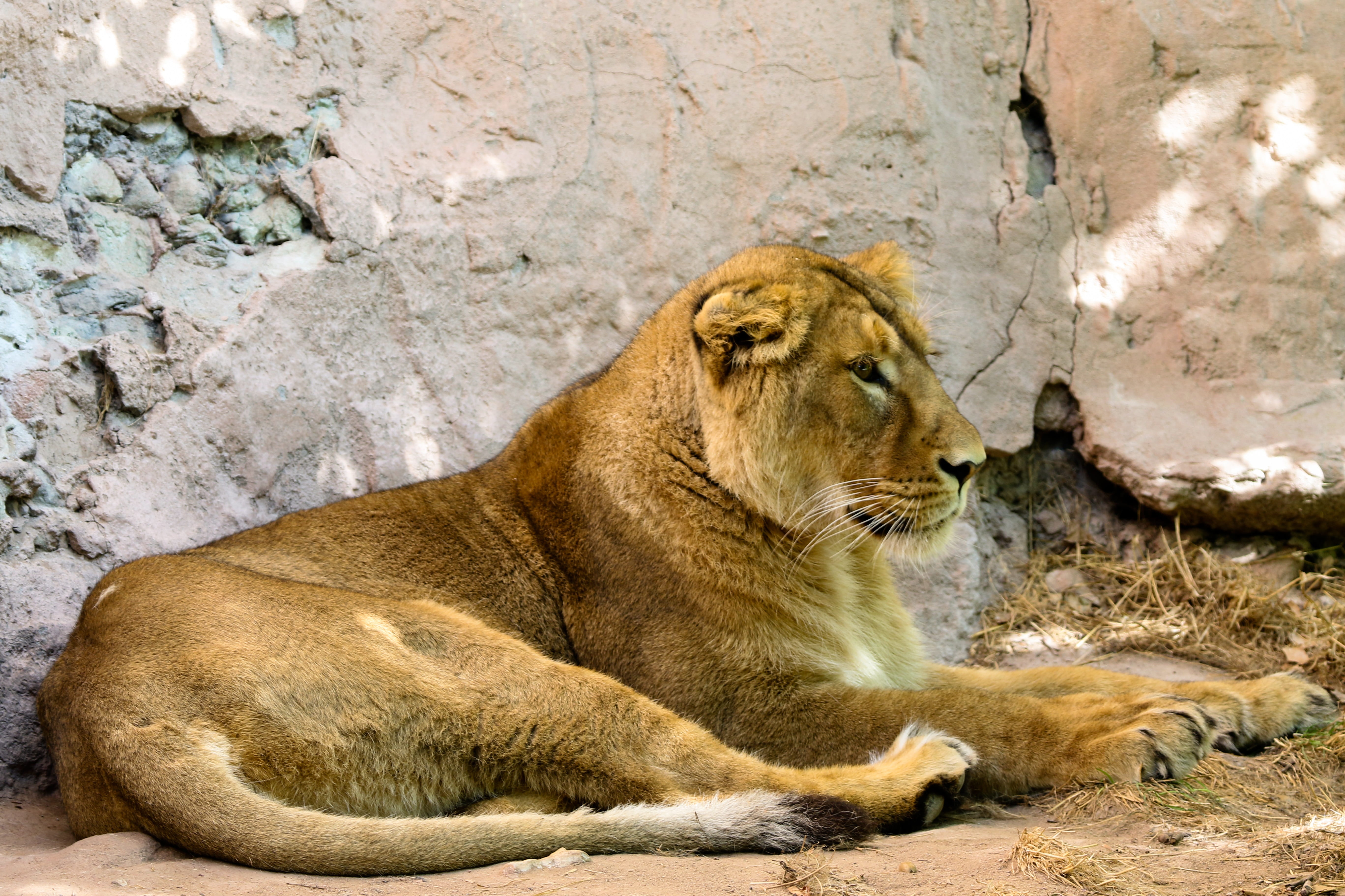 rock - object, tiergarten nürnberg, lion, relaxation, animals in captivity, animal wildlife, carnivora, animals in the wild, rock, vertebrate, big cat, HD Wallpaper