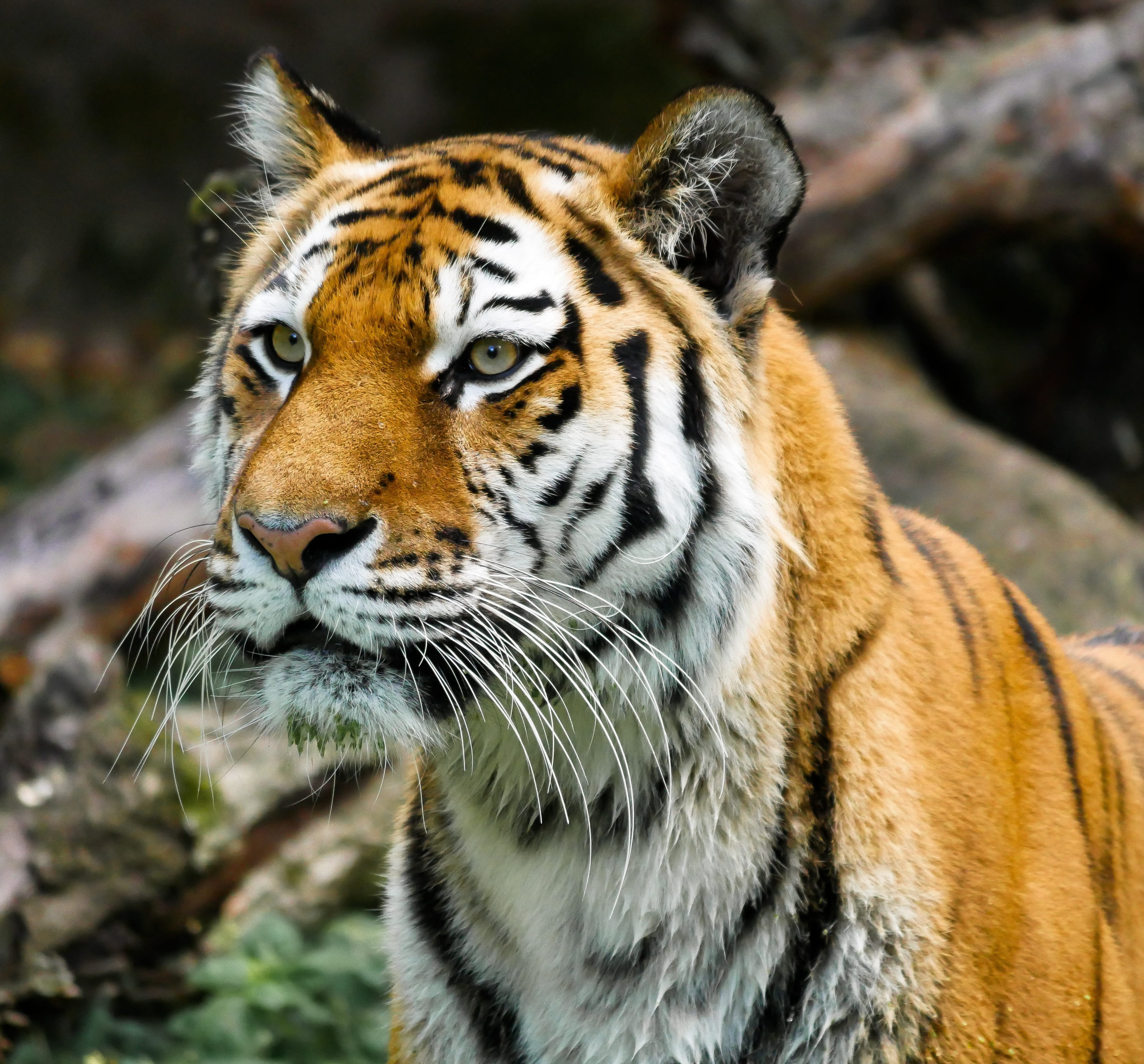 no people, focus on foreground, dangerous, feline, one animal, whiskers, 2K, zoo, animal, animal body part, predator, day, close-up, animal head, nature, HD Wallpaper