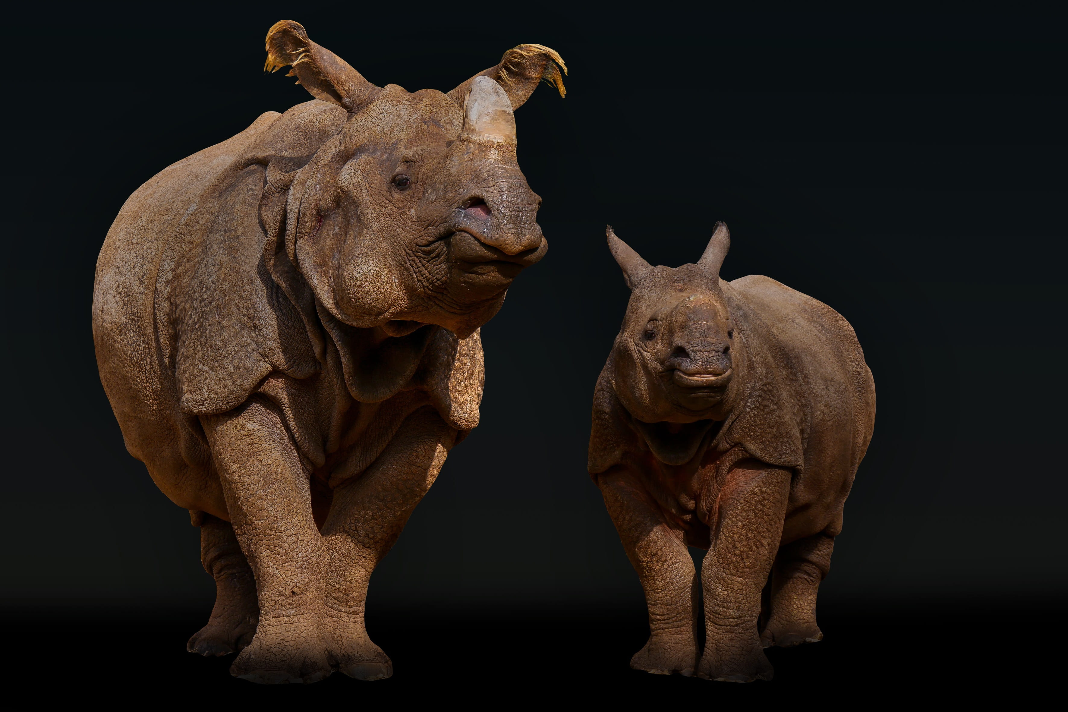 rhino, horn, animal wildlife, full length, strength, africa, standing, mammal, group of animals, togetherness, black background, 2K, panzer, animals in the wild, HD Wallpaper