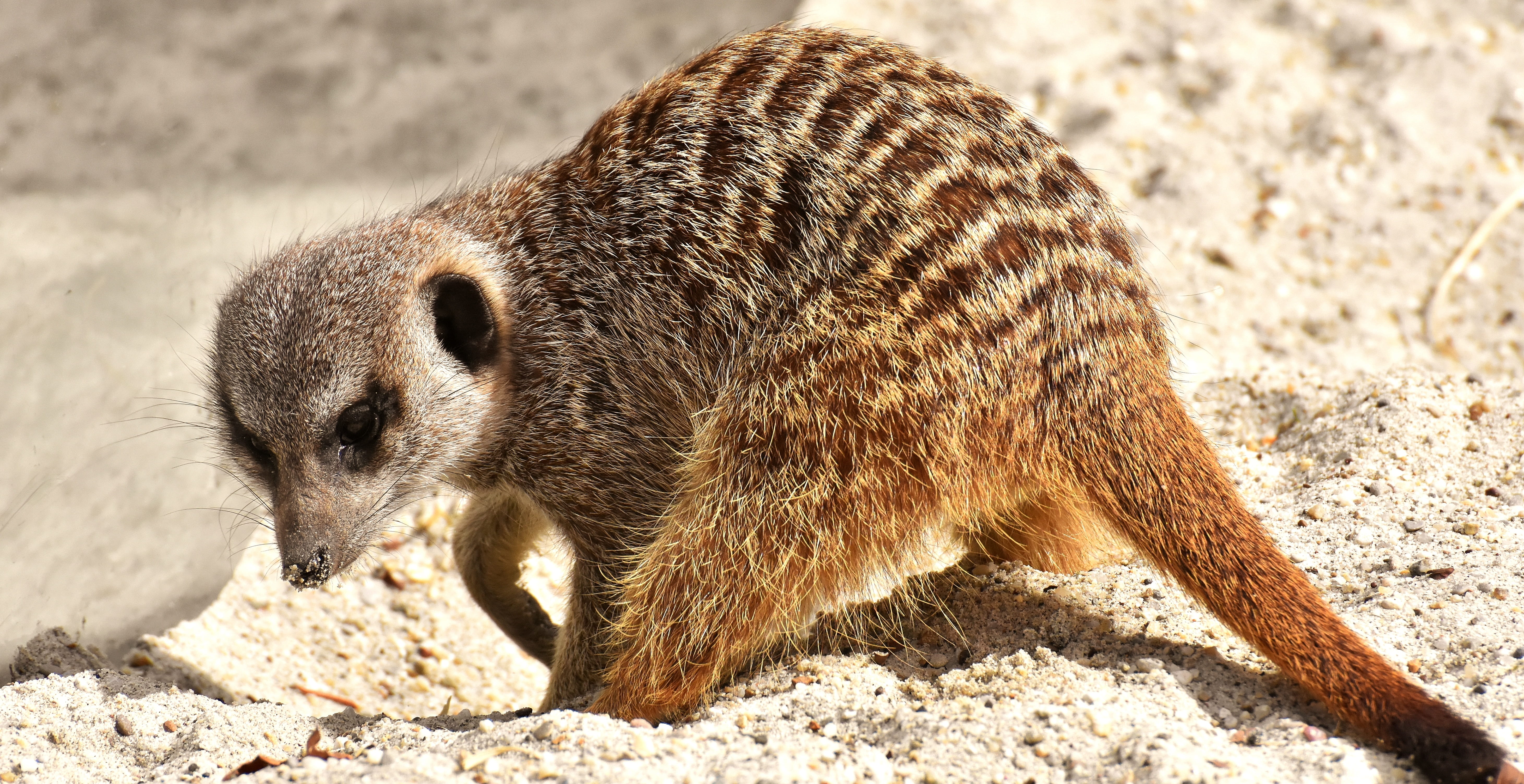 mammal, animal, land, nature, animal themes, whisker, cute, tierpark hellabrunn, solid, portrait, rock - object, fur, animal wildlife, zoo, sunlight, close-up, HD Wallpaper