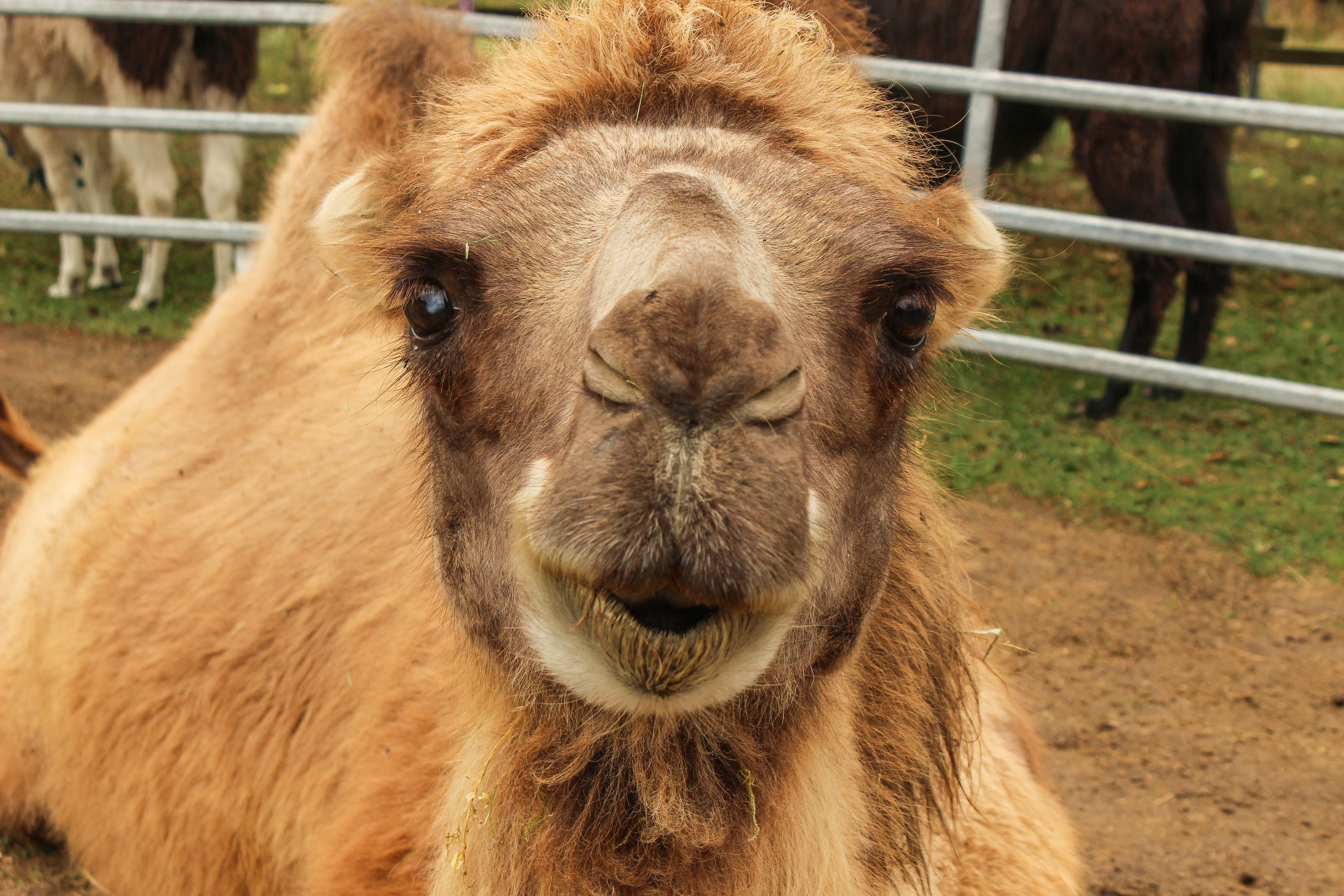 domestic, brown, face, enclosure, egypt, fence, camelidae, boundary, Desert, snout, animal themes, hump, desert ship, outdoors, cute, close-up, domestic animals, HD Wallpaper