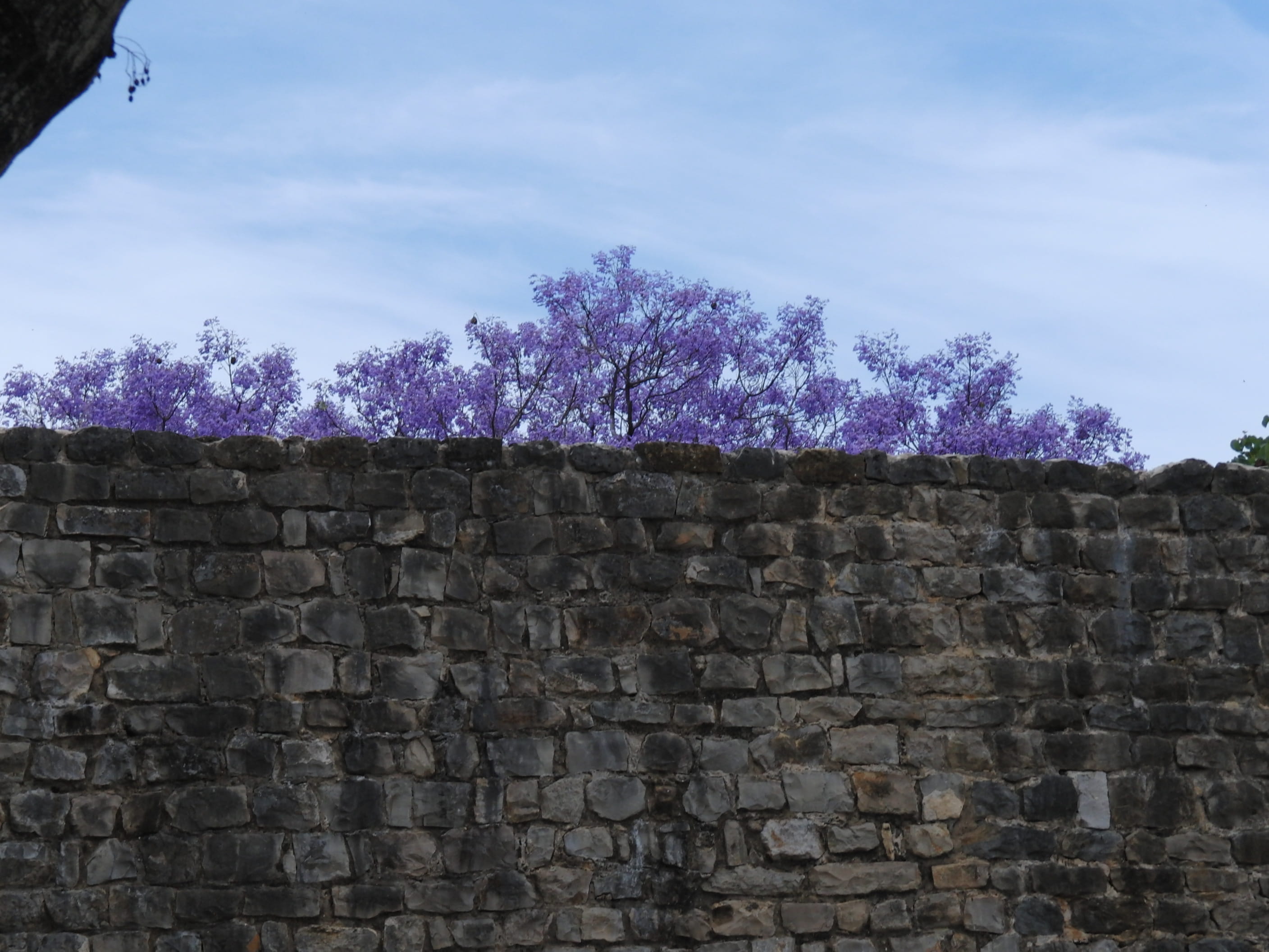 outdoors, arbour, stone wall, plant, blossom, nature, built structure, pavement, cloud - sky, building, history, wall - building feature, 2K, path, building exterior, HD Wallpaper