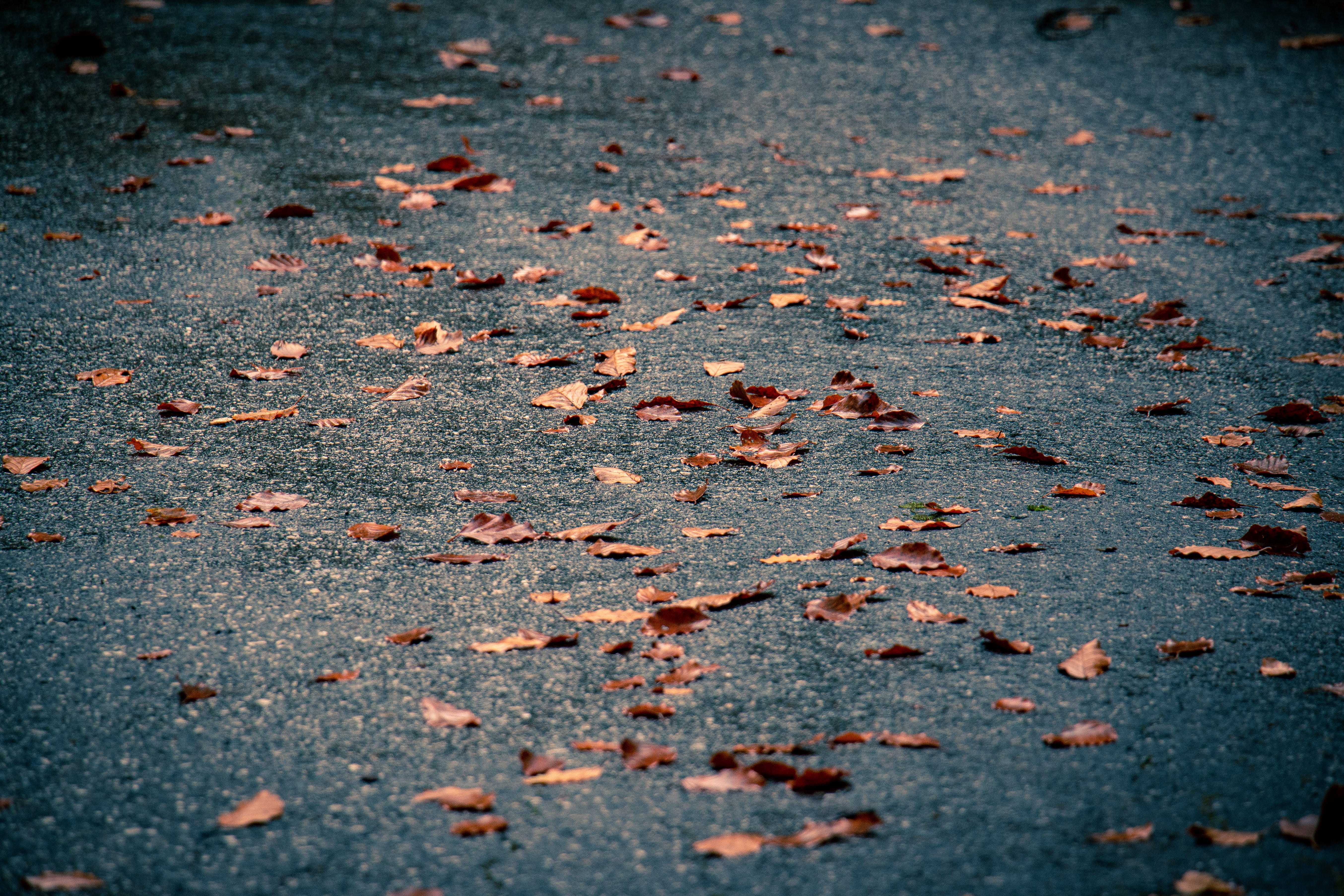 day, tarvisio, beauty in nature, dried, explore, no people, road pavement, road, fallen, walkway, autumn, path, asphalt, rubble, leaf, high angle view, HD Wallpaper