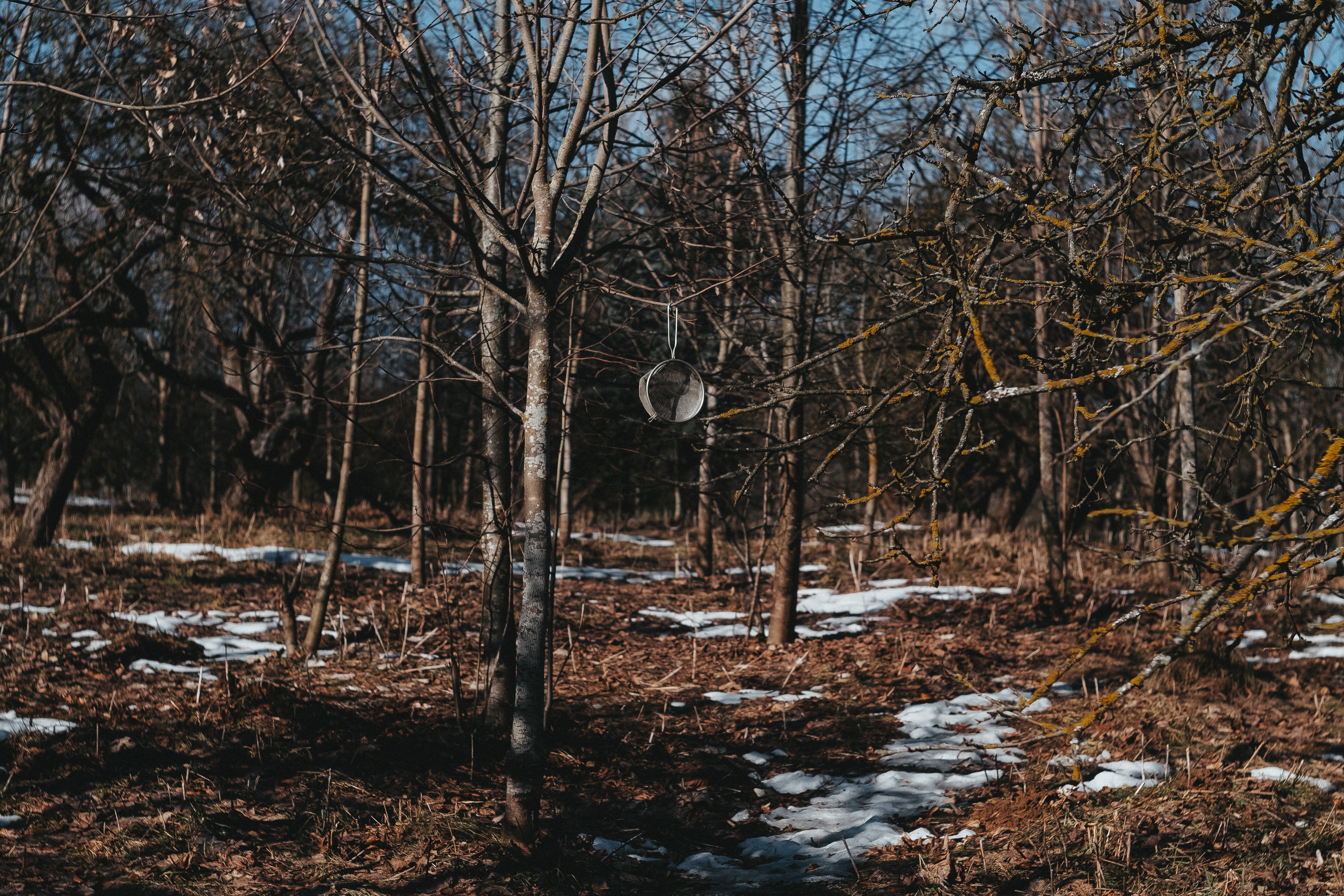 trees, fujifilm, Minsk, belarusian, photography, 5K, snow, HD Wallpaper