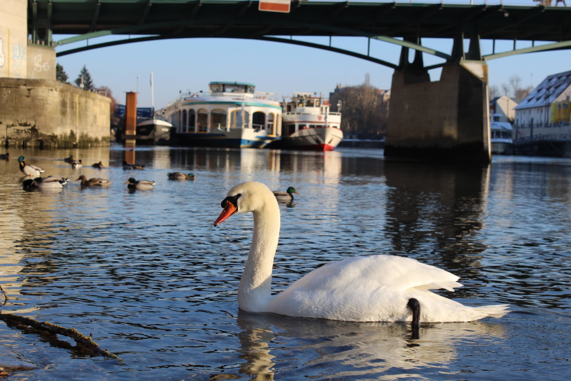 architecture, regensburg, germany, 1080P, dom, animal wildlife, ships, built structure, lake, day, animal themes, group of animals, places of interest, HD Wallpaper