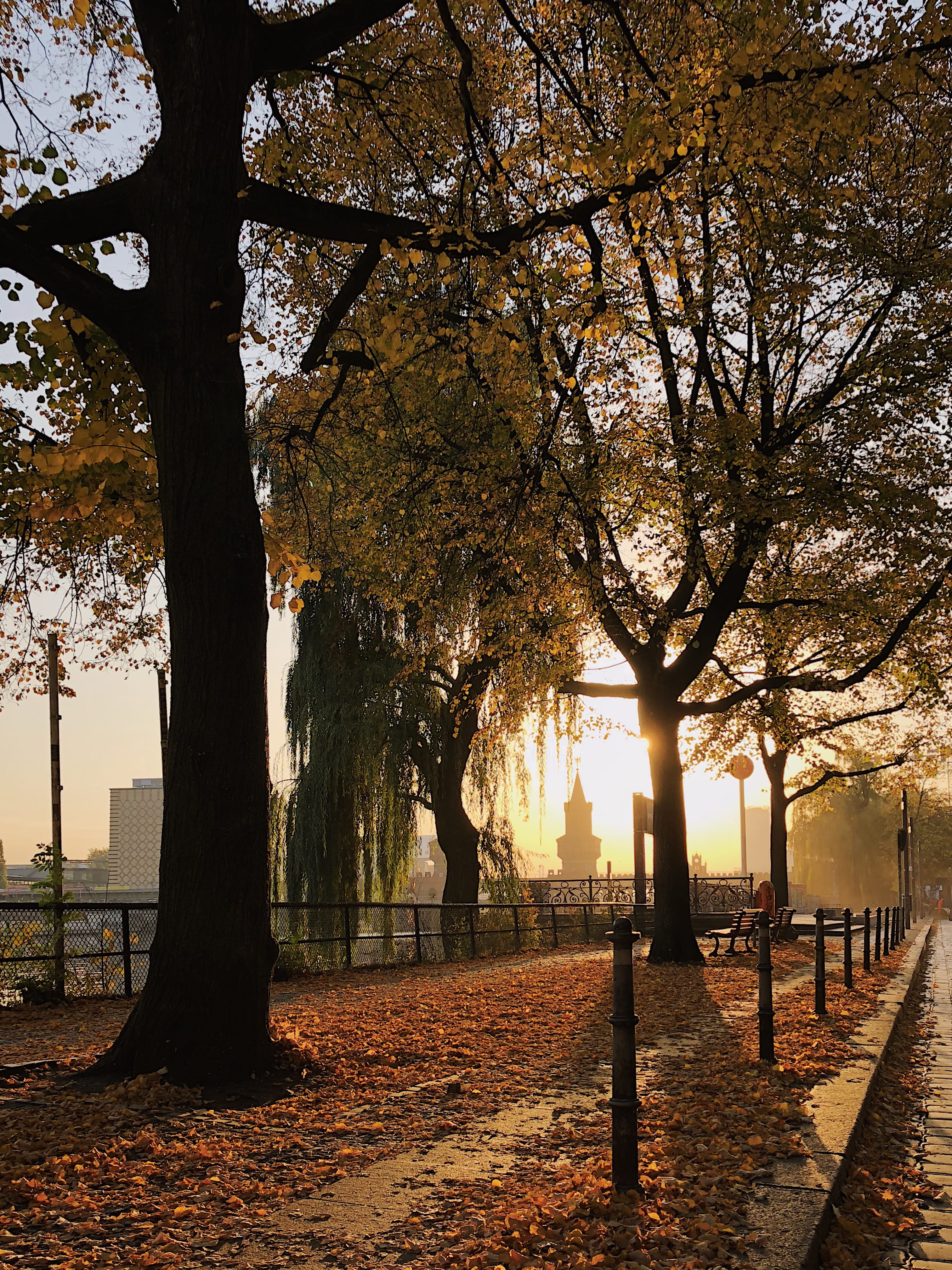 berlin, tree, sunlight, shadow, tree trunk, bridge, sky, park - man made space, branch, autumn, trunk, orange color, nature, growth, sunrise, tranquility, Phone HD Wallpaper