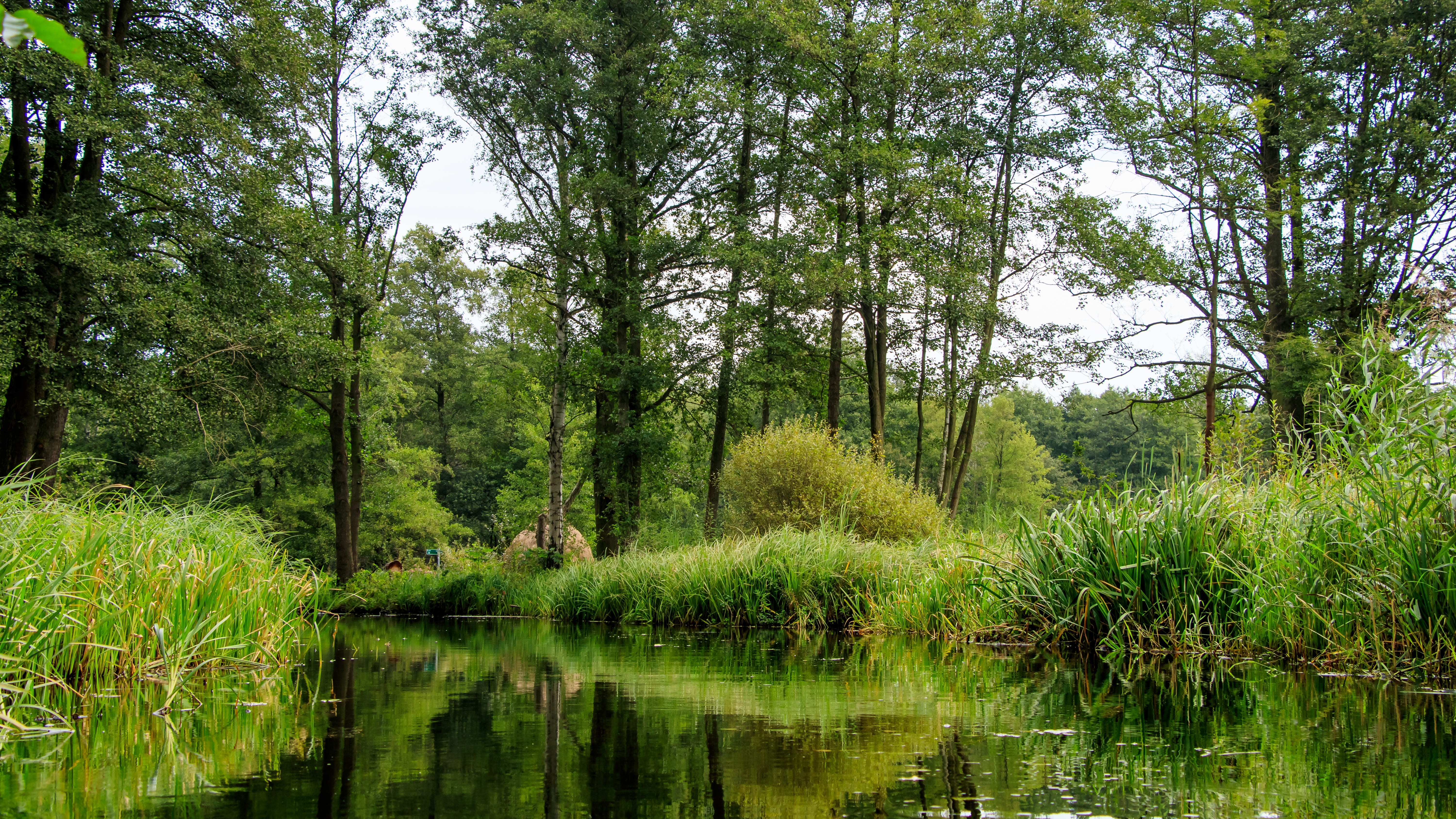 nature, channels, river, beauty in nature, spree, plant, growth, land, idyllic, kahn, lush foliage, tree, swamp, spreewald, water, depth, cultural landscape, HD Wallpaper