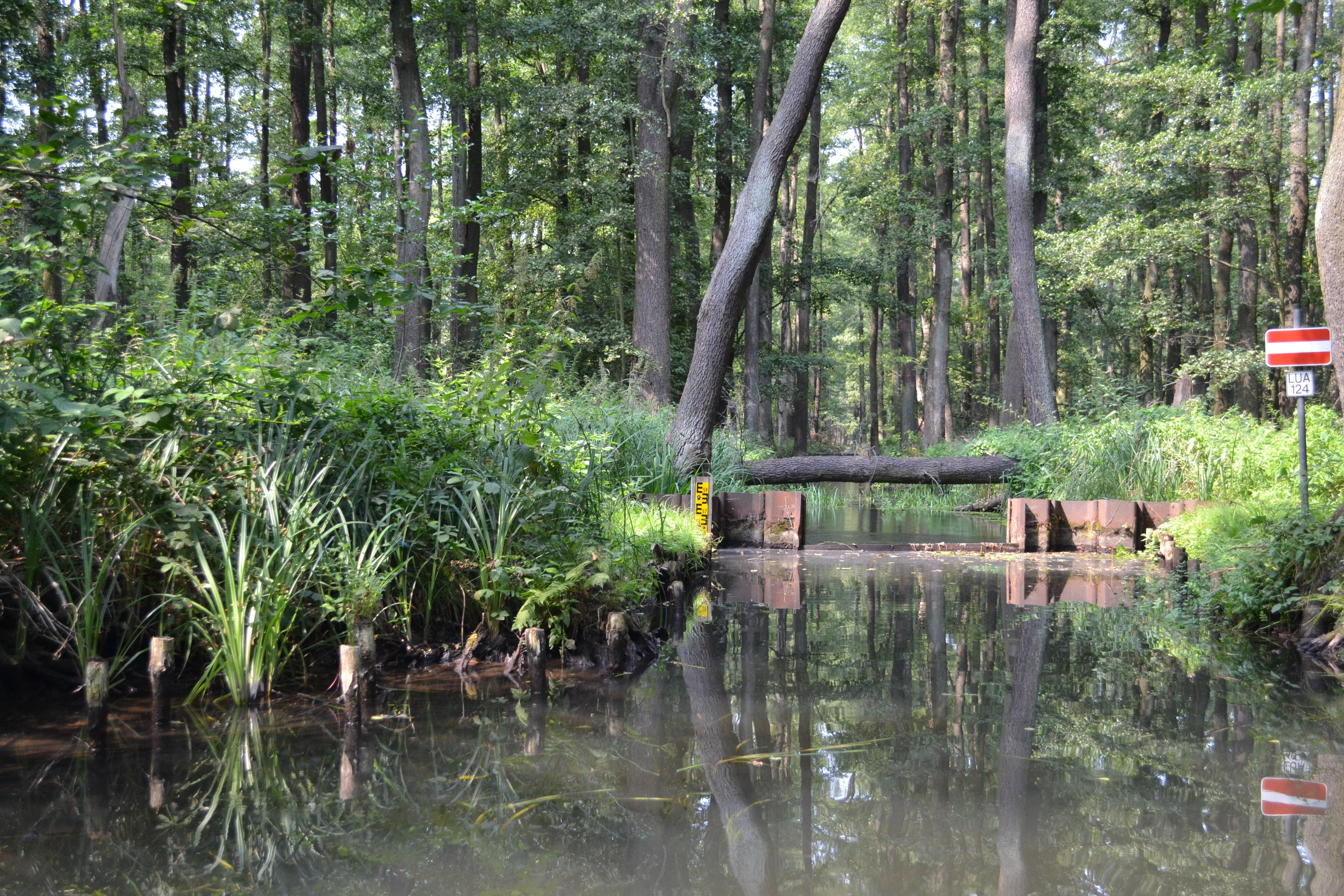 spreewald, plant, tranquil scene, 4K, scenics - nature, green color, tranquility, beauty in nature, forest, reflection, waterfront, no people, day, water, HD Wallpaper