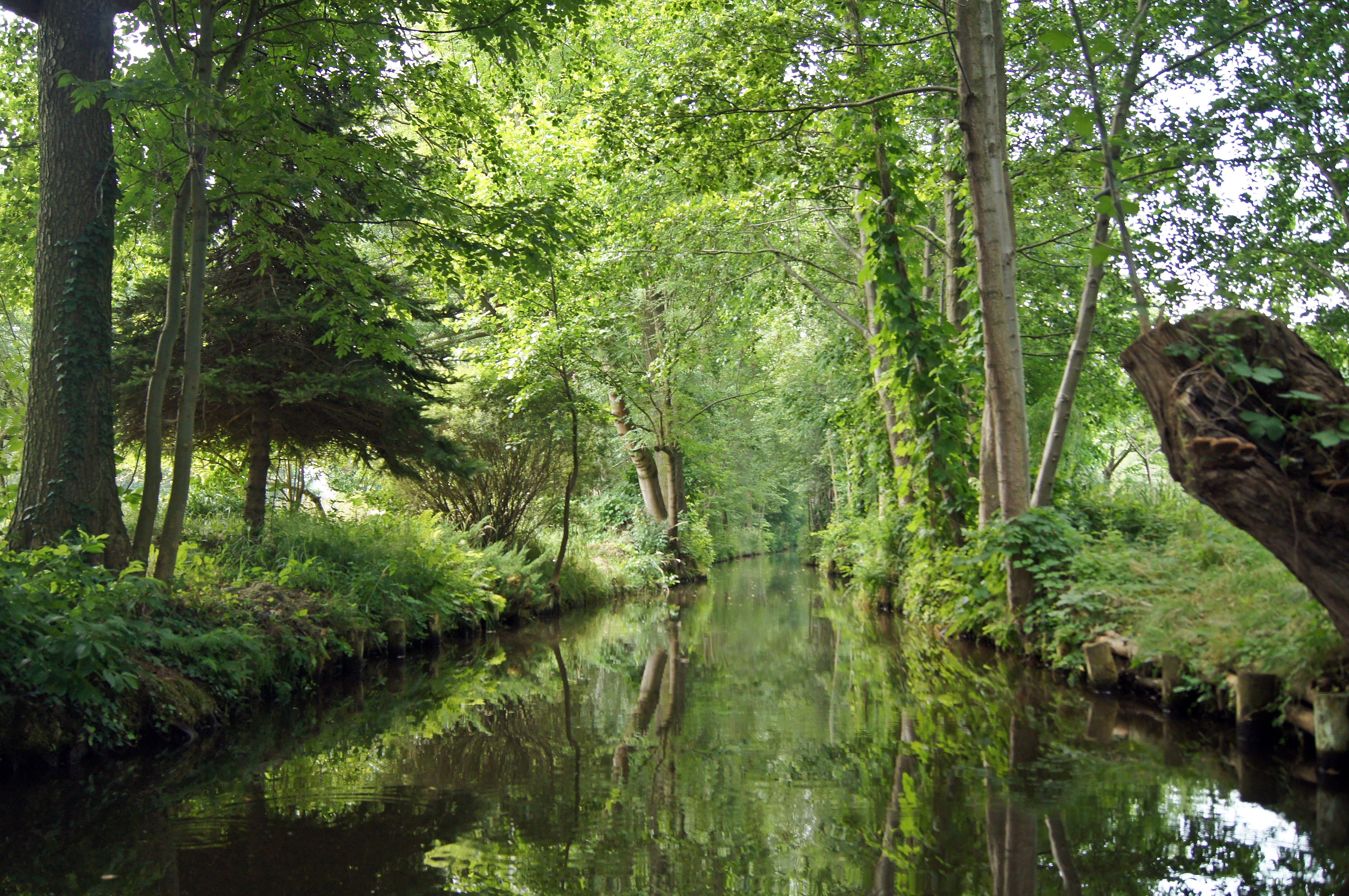 non-urban scene, outdoors, tree trunk, spreewald, reflection, scenics - nature, nature, plant, tranquility, day, 4K, tranquil scene, landscape, scenics, HD Wallpaper