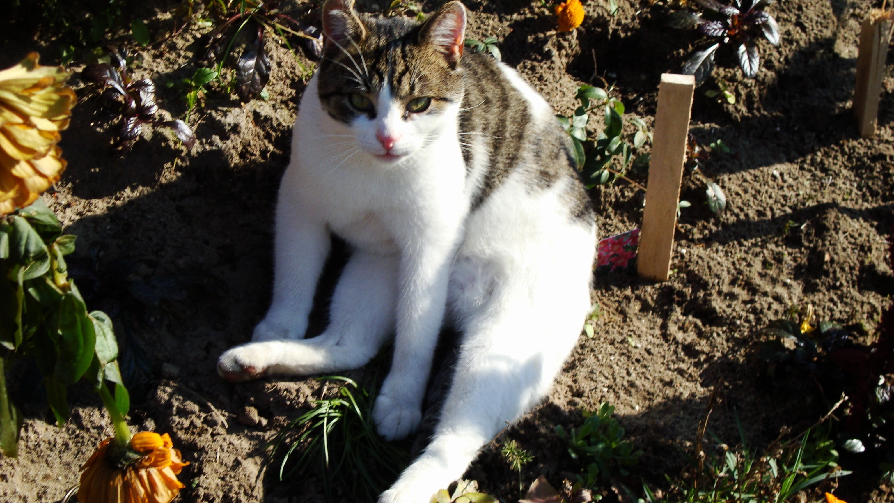 domestic cat, no people, feline, white, domestic, domestic animals, animal themes, one animal, looking at camera, outdoors, mammal, animal, dirt, plant, HD Wallpaper