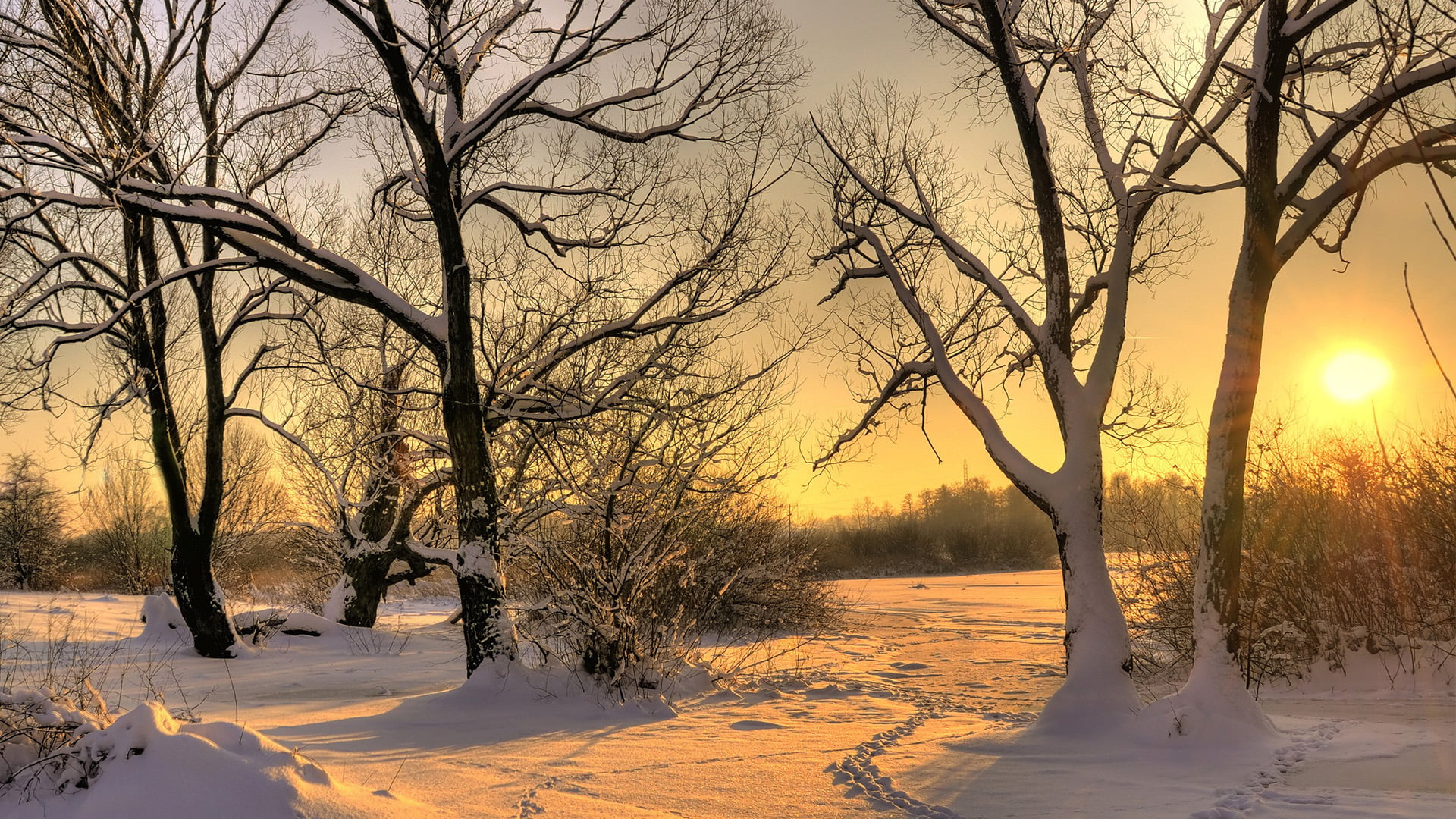 water, branch, rural, travel, plant, landscape, oak, tree, silhouette, winter, frozen, tranquility, cold, yellow, sunlight, sun, meadow, 1080P, field, HD Wallpaper
