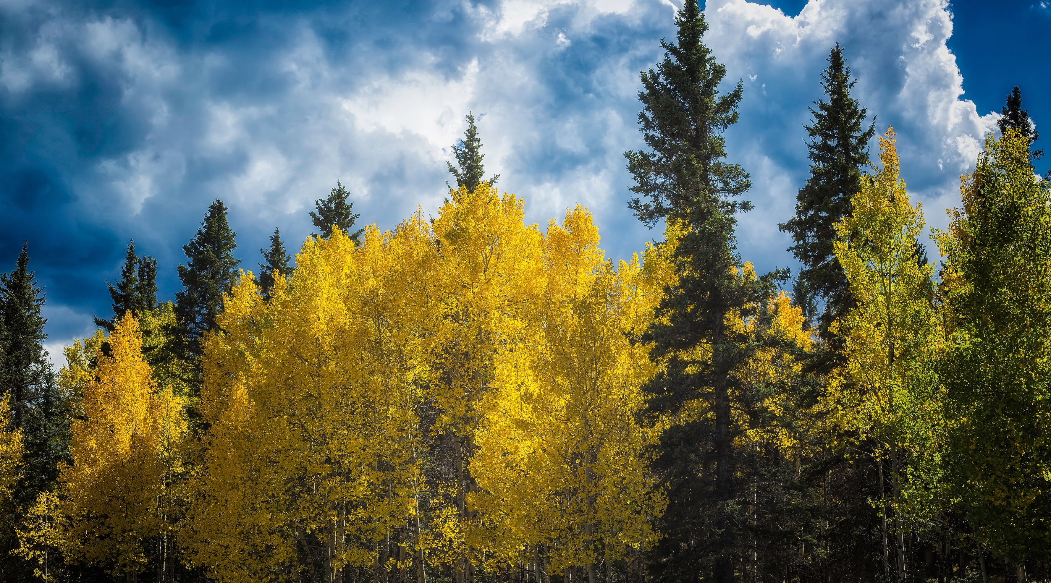 Autumn, tree, tourism, growth, TwinRocksRoad, day, coniferous tree, Scenery, plant, Amazing, environment, visit, sky, non-urban scene, woodland, Fall, changingcolor, HD Wallpaper