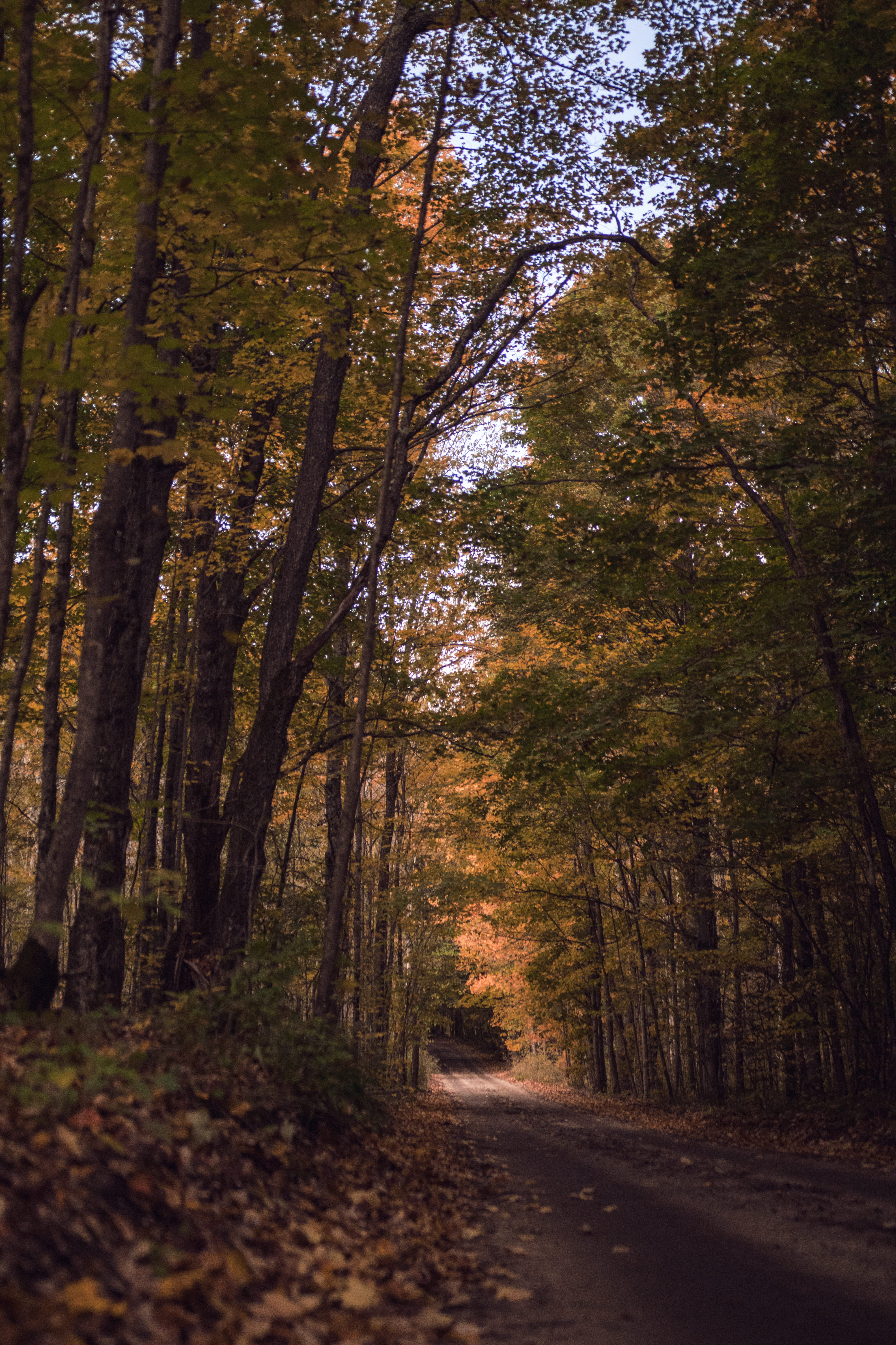 path, travel, road, pinney bridge state forest campground, land, trees, leaves, tree trunk, no people, fall, 5K, tunnel, walk, scenics - nature, autumn, Phone HD Wallpaper