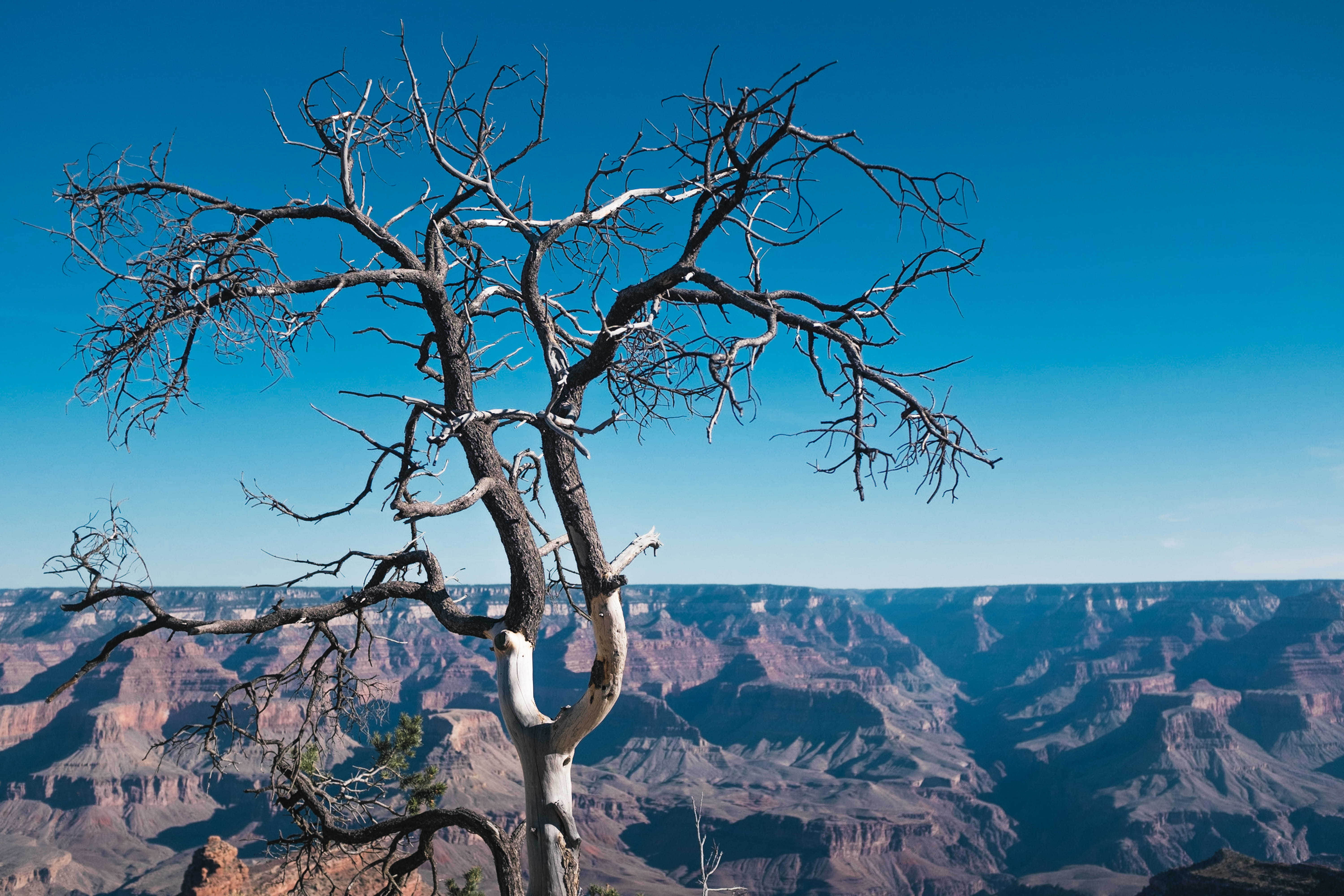 landscape, beauty in nature, bluesky, environment, grand canyon, mountain, tranquility, day, snowcapped mountain, bare tree, scenics - nature, sunlight, HD Wallpaper