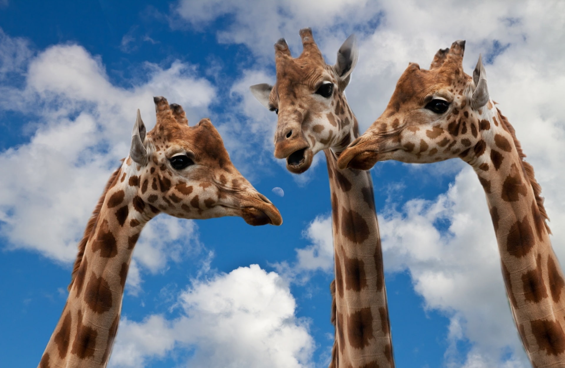 low angle view, Wild, domestic animals, bluesky, giraffe, nature, cloud - sky, livestock, day, animal, animal body part, talk, Funny, 1080P, three, no people, HD Wallpaper