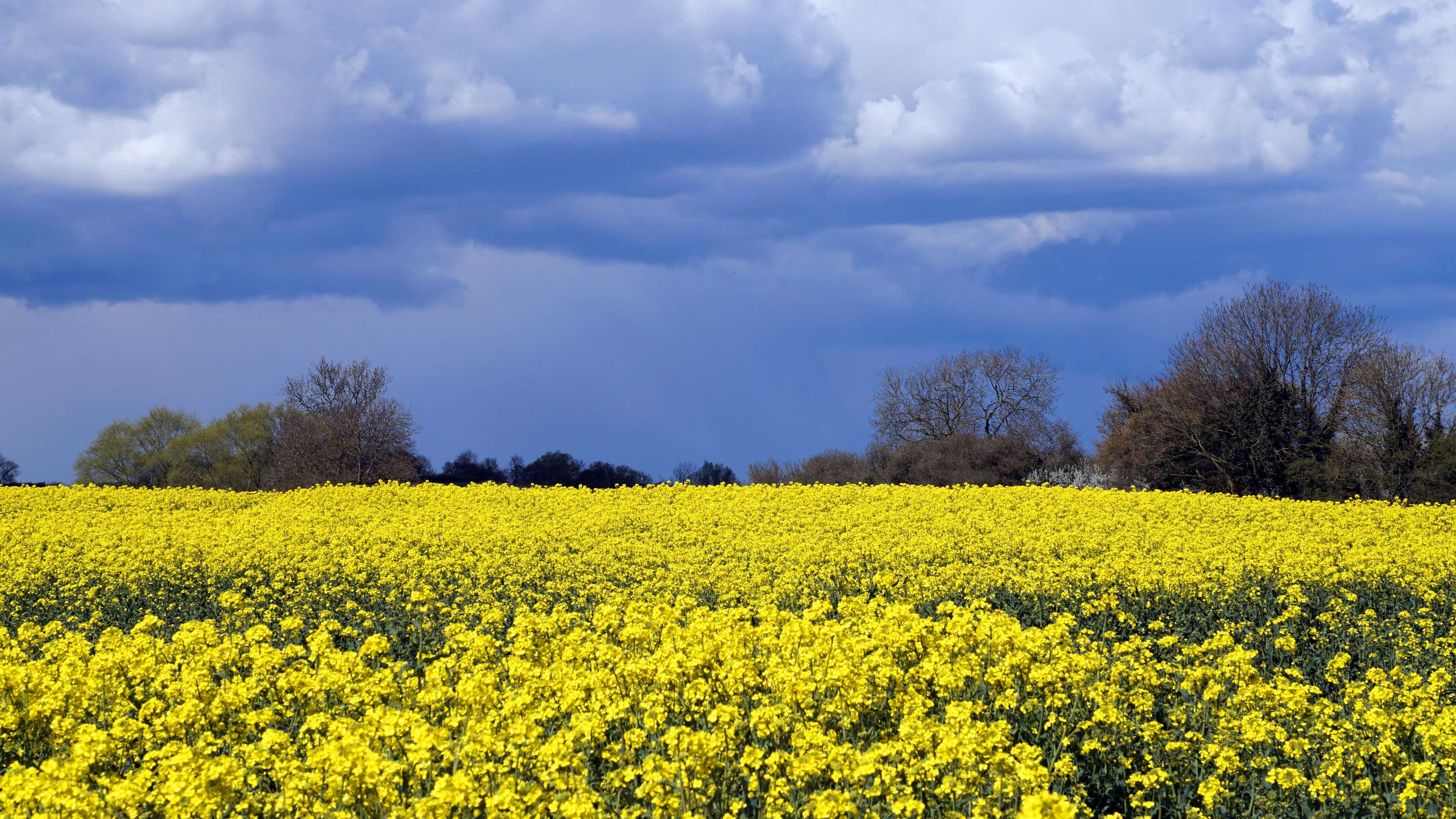 flowering plant, field, flower, farm, oilseed rape, sky, no people, outdoors, bluesky, yellow, beauty in nature, land, tranquil scene, environment, agriculture, HD Wallpaper
