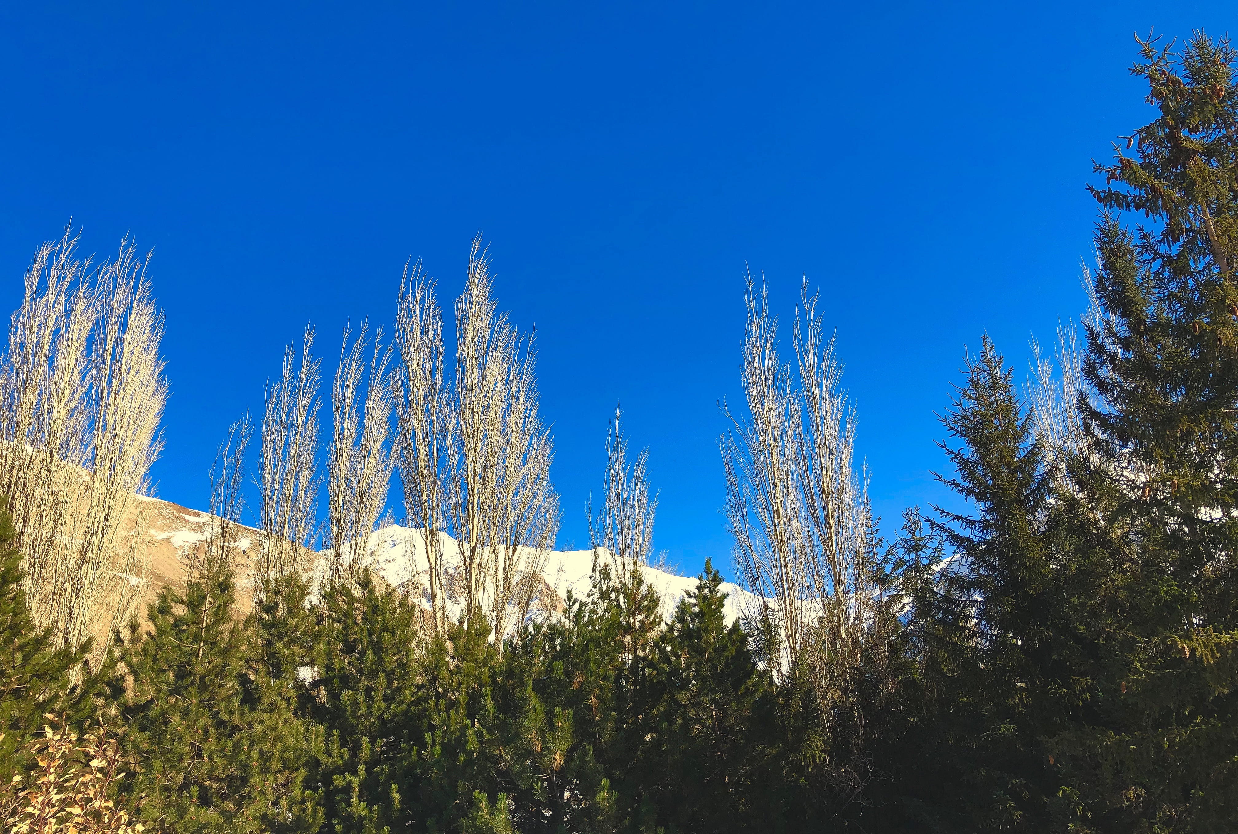 pine tree, tree, blue, iran, pine woodland, sky, land, tranquil scene, day, no people, bluesky, growth, low angle view, plant, coniferous tree, sunlight, HD Wallpaper
