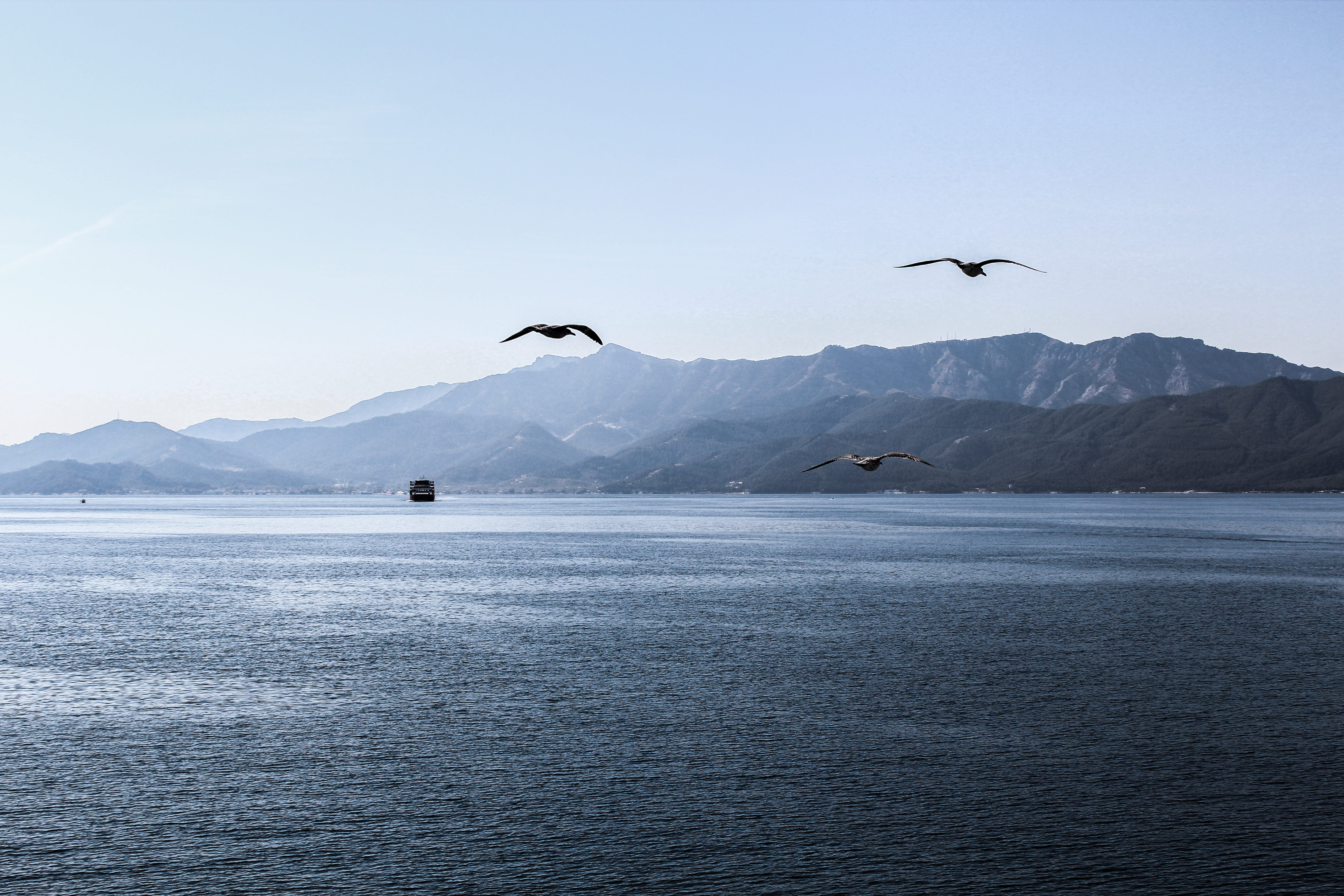 animal wildlife, sea, beauty in nature, ship, 5K, day, mountain, bird, thasos, blue, greece, animals in the wild, waterfront, water, seagull, vertebrate, HD Wallpaper