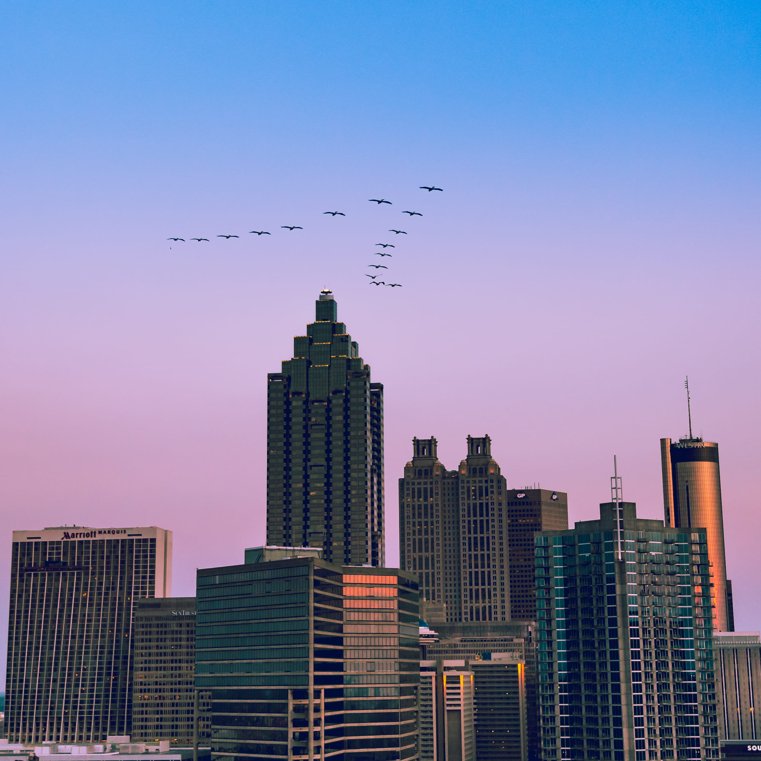 building, financial district, tall, modern, animals in the wild, twilight, bird, landscape, atlanta, spire, buildings, group of animals, animal themes, Phone HD Wallpaper