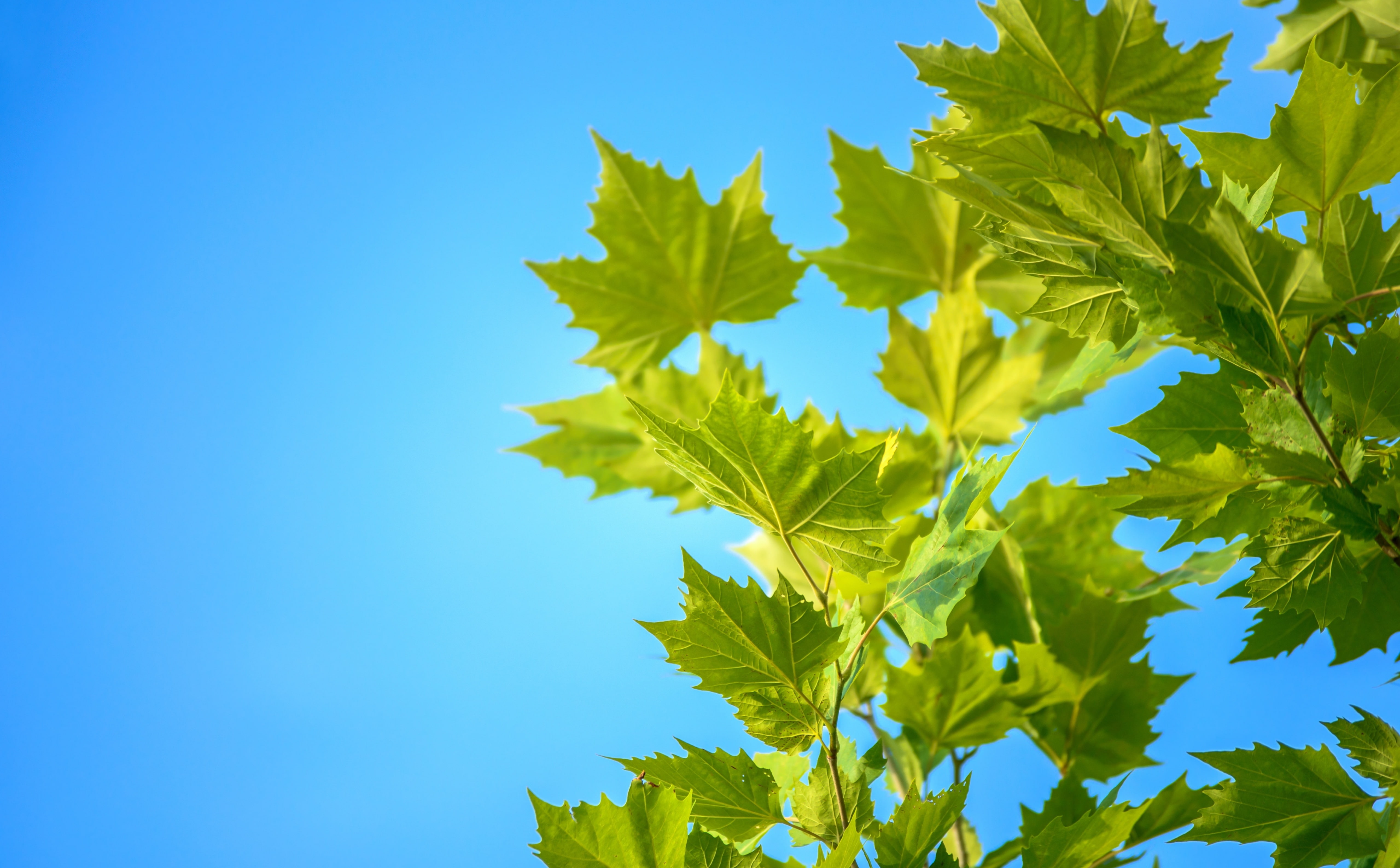 freshness, Blue, Summer, plant part, copy space, Scenery, bluesky, Tree, Aero, Nature, day, clear sky, green color, Rest, growth, Colors, leaf, close-up, HD Wallpaper