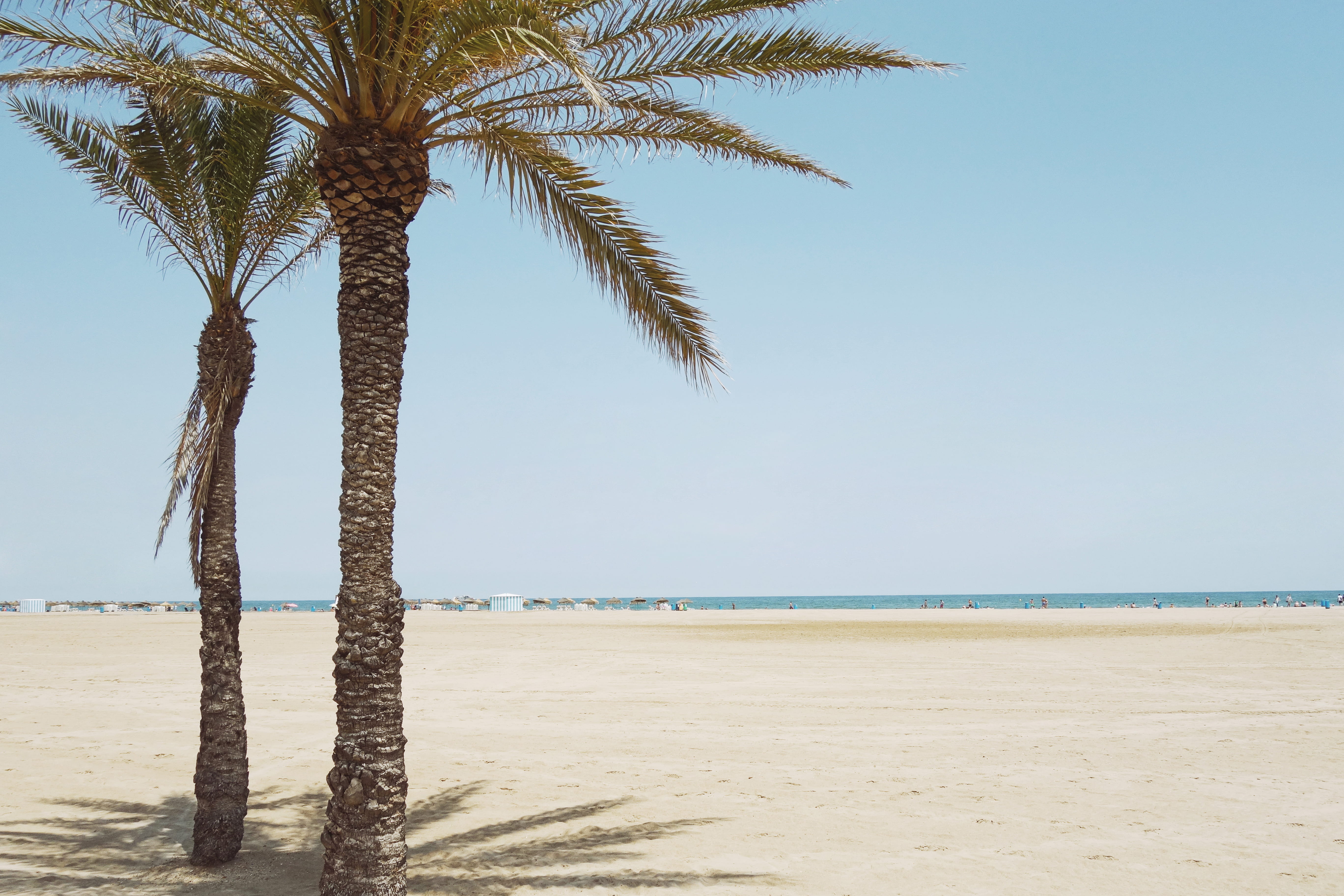 clear sky, coconut palm tree, tranquility, tree, tropical tree, palmtree, sky, explore, sun, tranquil scene, sand, valencia, summervibes, beach, horizon, HD Wallpaper