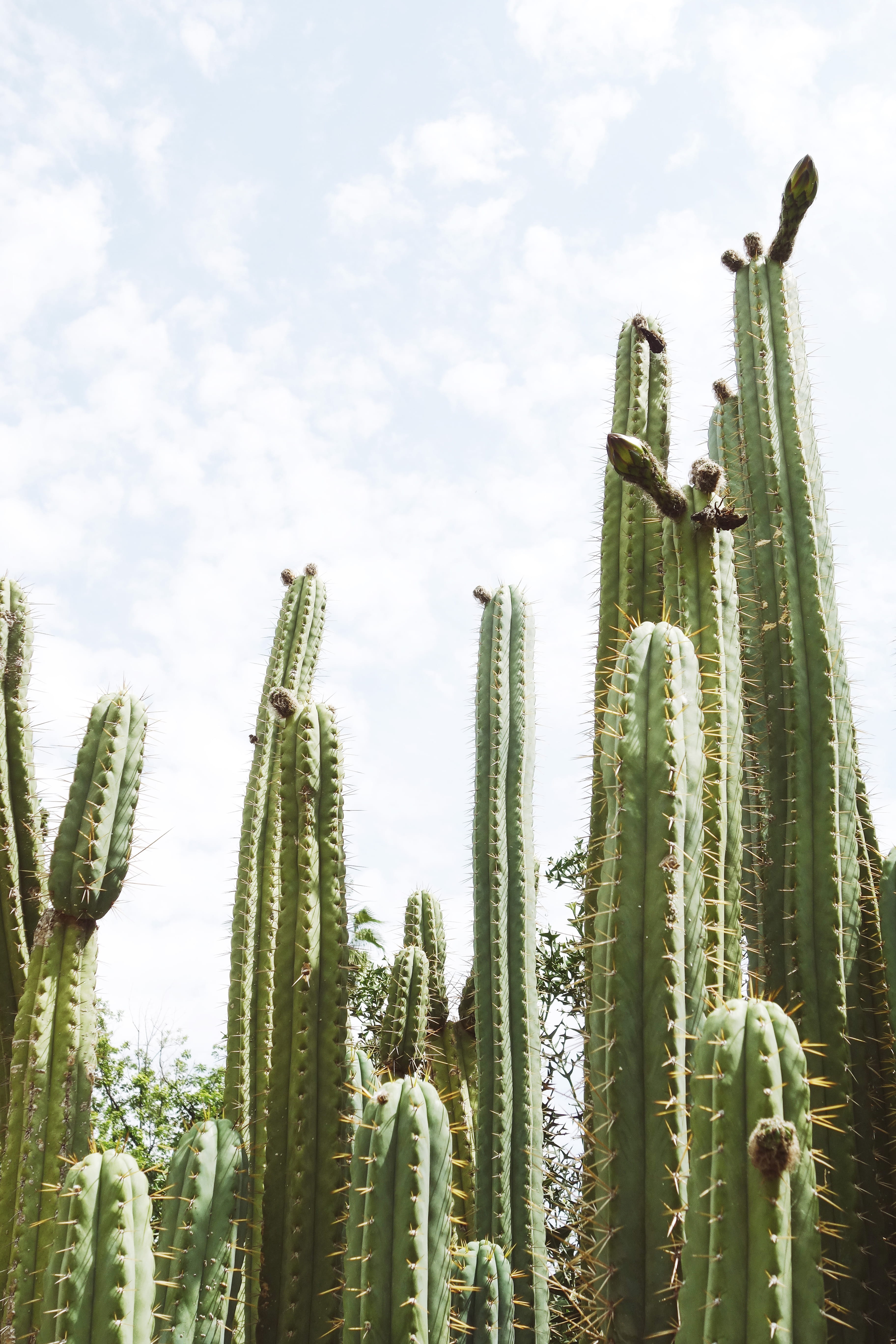 5K, summervibes, nature, sharp, tranquility, cactus, valencia, no people, low angle view, botanicgarden, saguaro cactus, field, plants, explore, bluesky, Phone HD Wallpaper