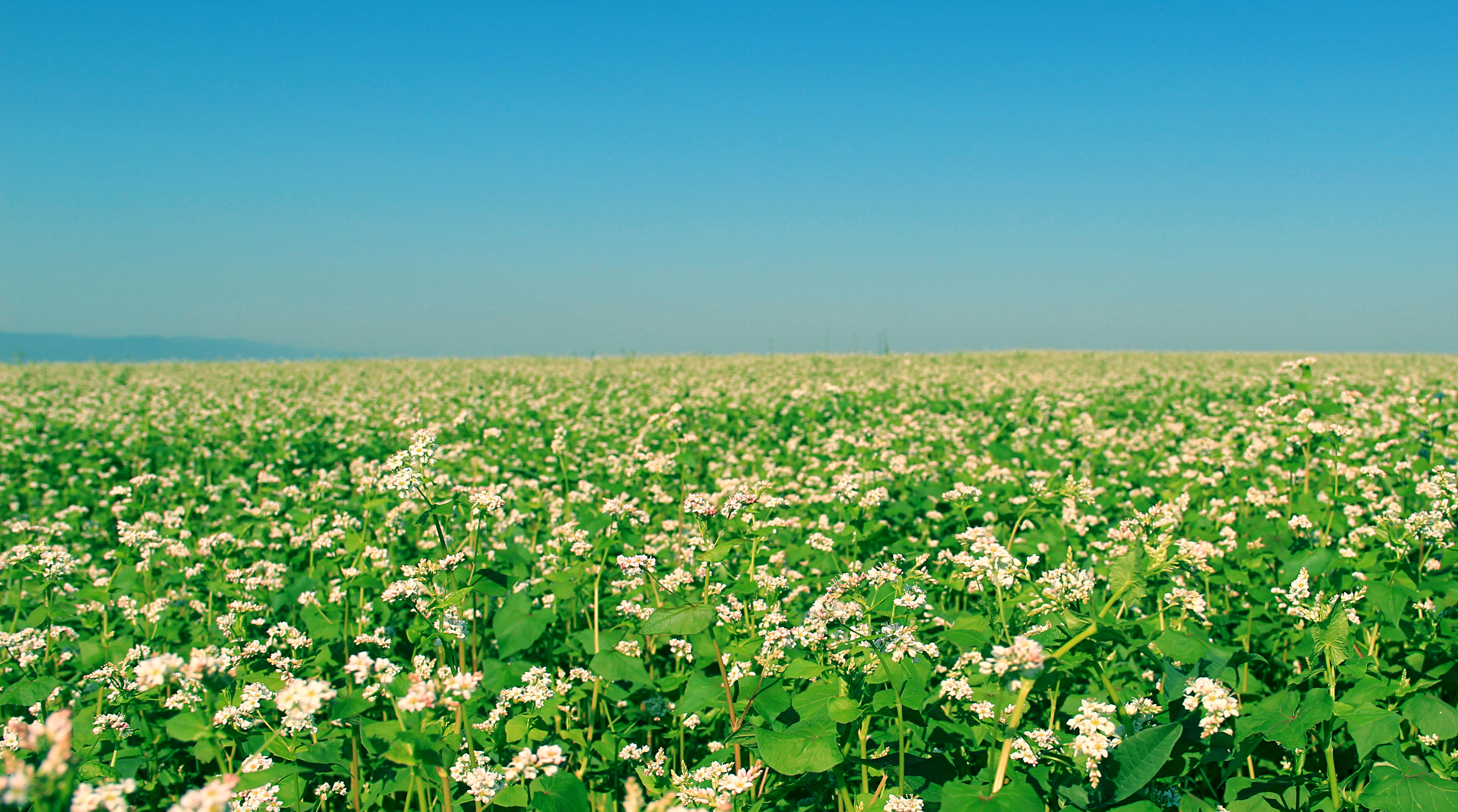 tranquility, crop, nature, growth, farm, bluesky, rural scene, flower, horizon, tranquil scene, white, lily, environment, agriculture, leafed, landscape, HD Wallpaper