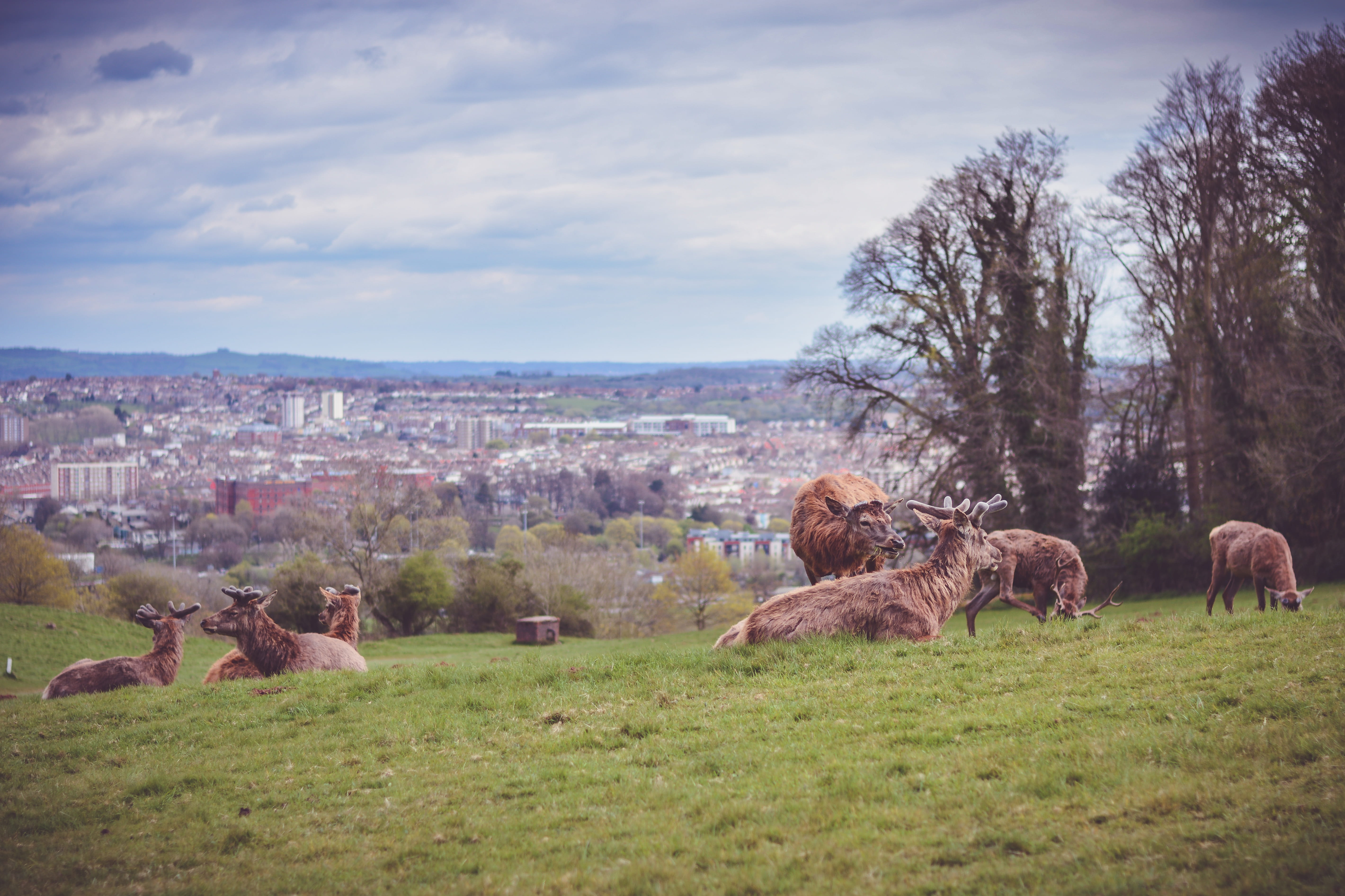 stag, group of animals, landscape, animal themes, united kingdom, 5K, plant, ashton court mansion, animal, domestic animals, grass, herd, outdoors, city, HD Wallpaper