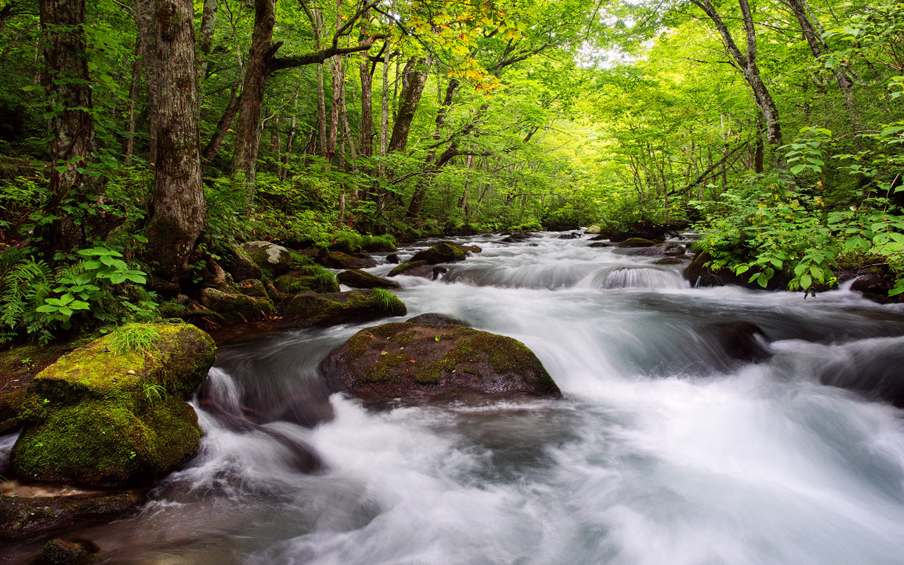 no people, forest, tree, long exposure, flowing water, rock - object, nature, water, rainforest, full, motion, japan, screen, green, trees, waterfall, woodland, HD Wallpaper