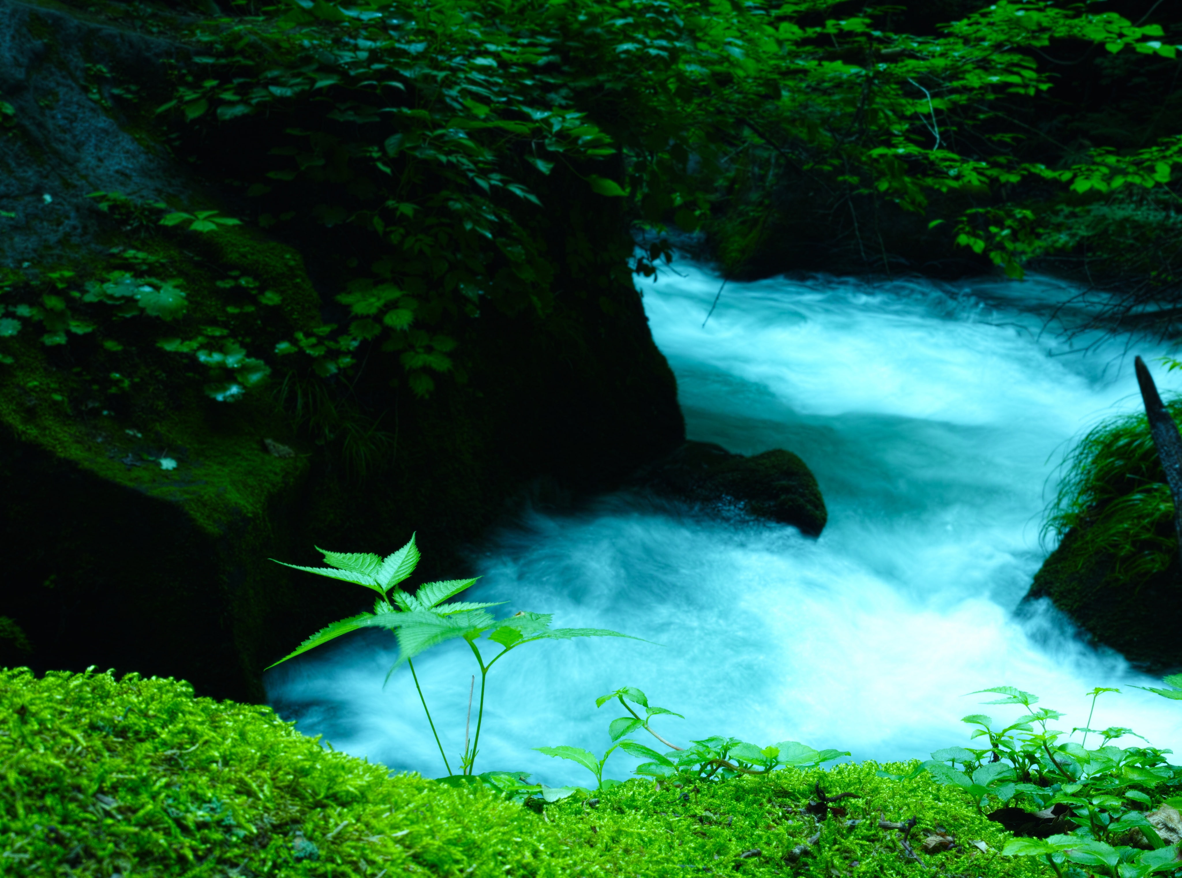 Asia, flowing, green color, flowing water, stream, rainforest, mountain stream, scenics - nature, growth, nature, motion, 4K, Japan, rock - object, plant, HD Wallpaper