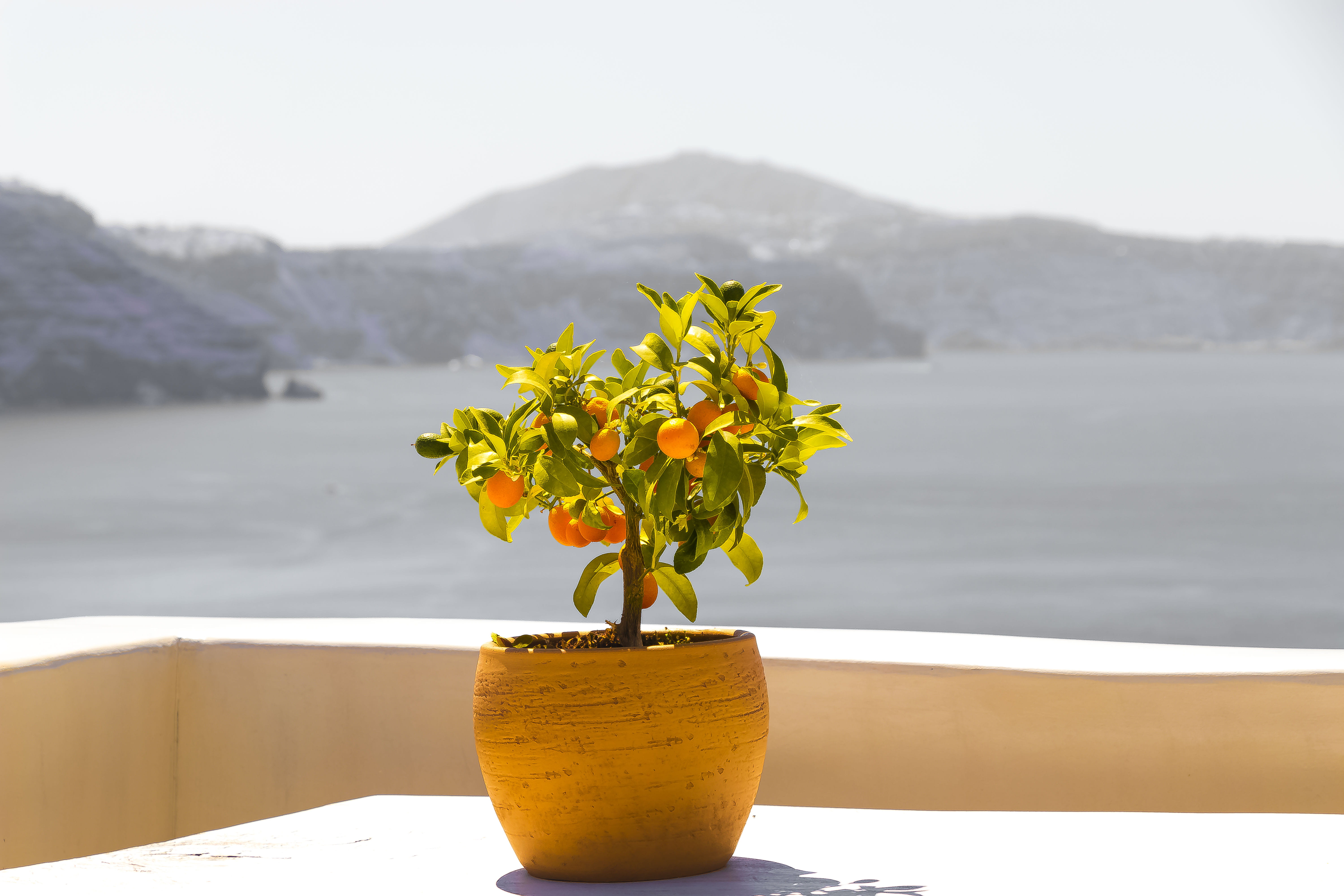 no people, beauty in nature, flower pot, tranquility, day, pot, plant, view, table, sunshine, nature, travel, caldera, freshness, sky, fruit, tranquil scene, HD Wallpaper