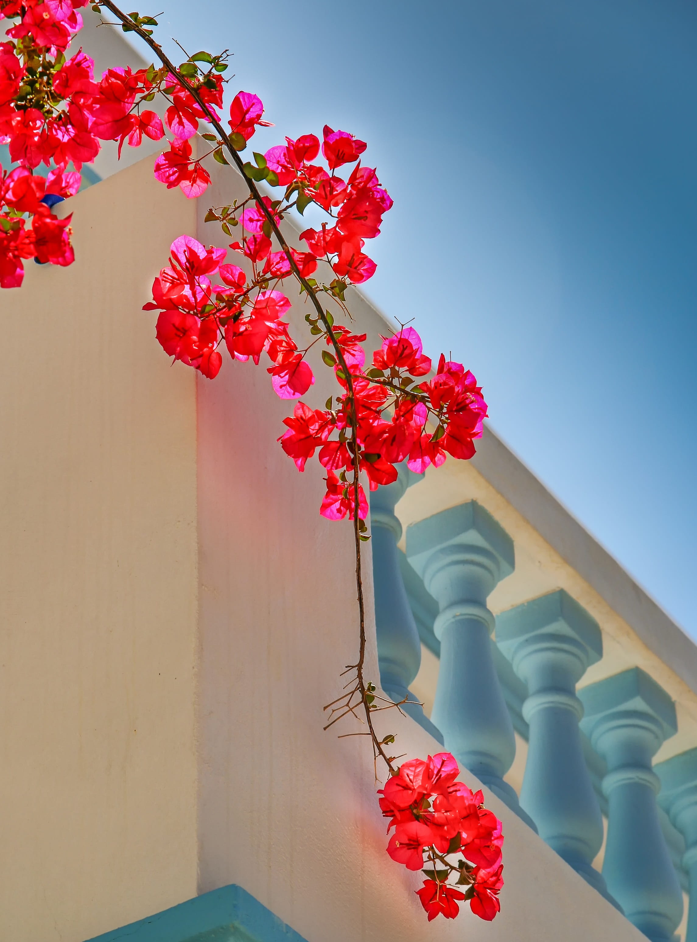 greek island, nature, freshness, beauty in nature, springtime, flower, close-up, white, karpathos, picturesque, outdoors, bougainvillea, sky, bouganvillea, Phone HD Wallpaper