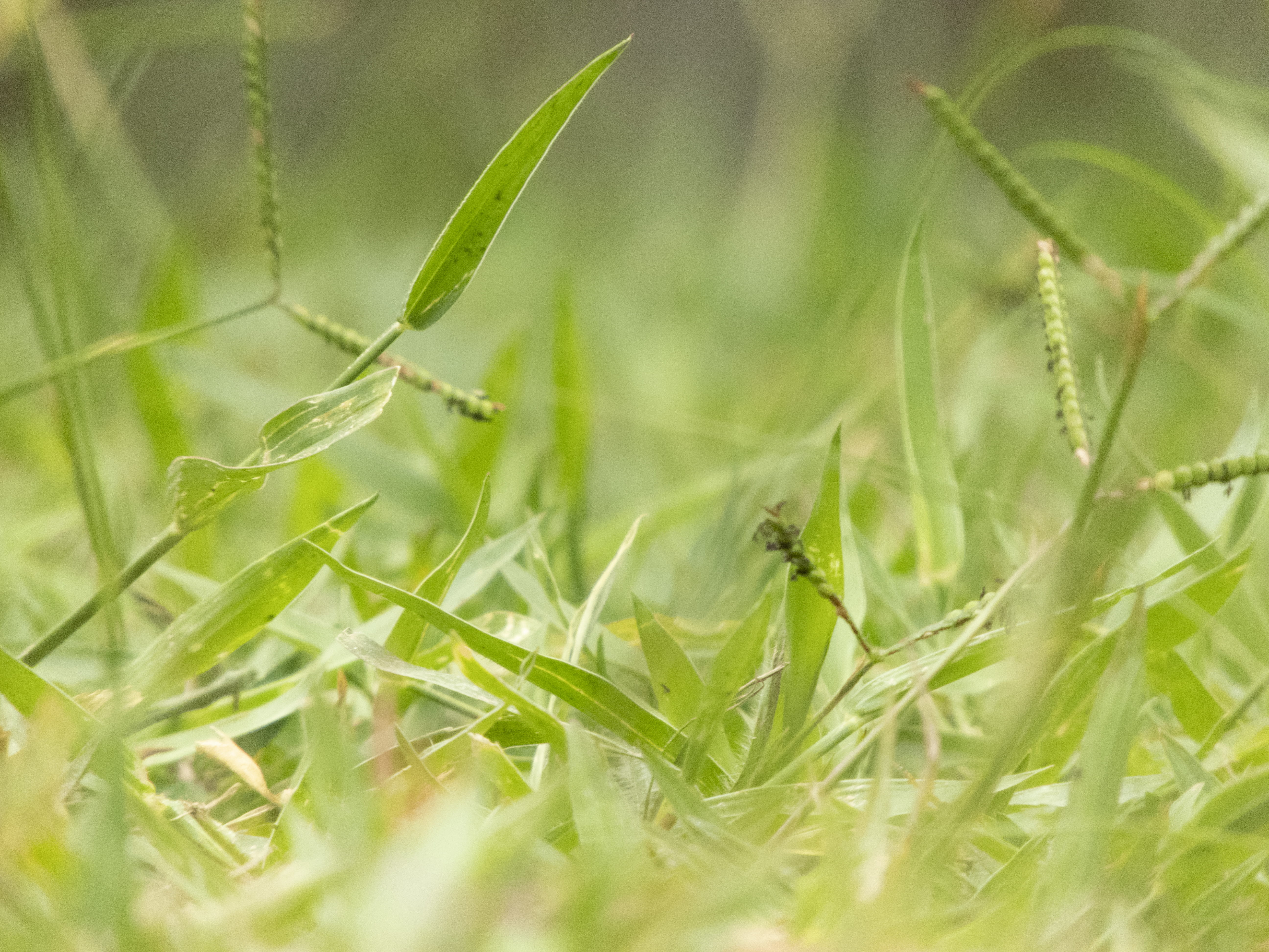 animal, day, grass, landscape, freshness, minas gerais, brasil, lawn, small, field, green color, land, beauty in nature, invertebrate, insect, growth, firefly, HD Wallpaper