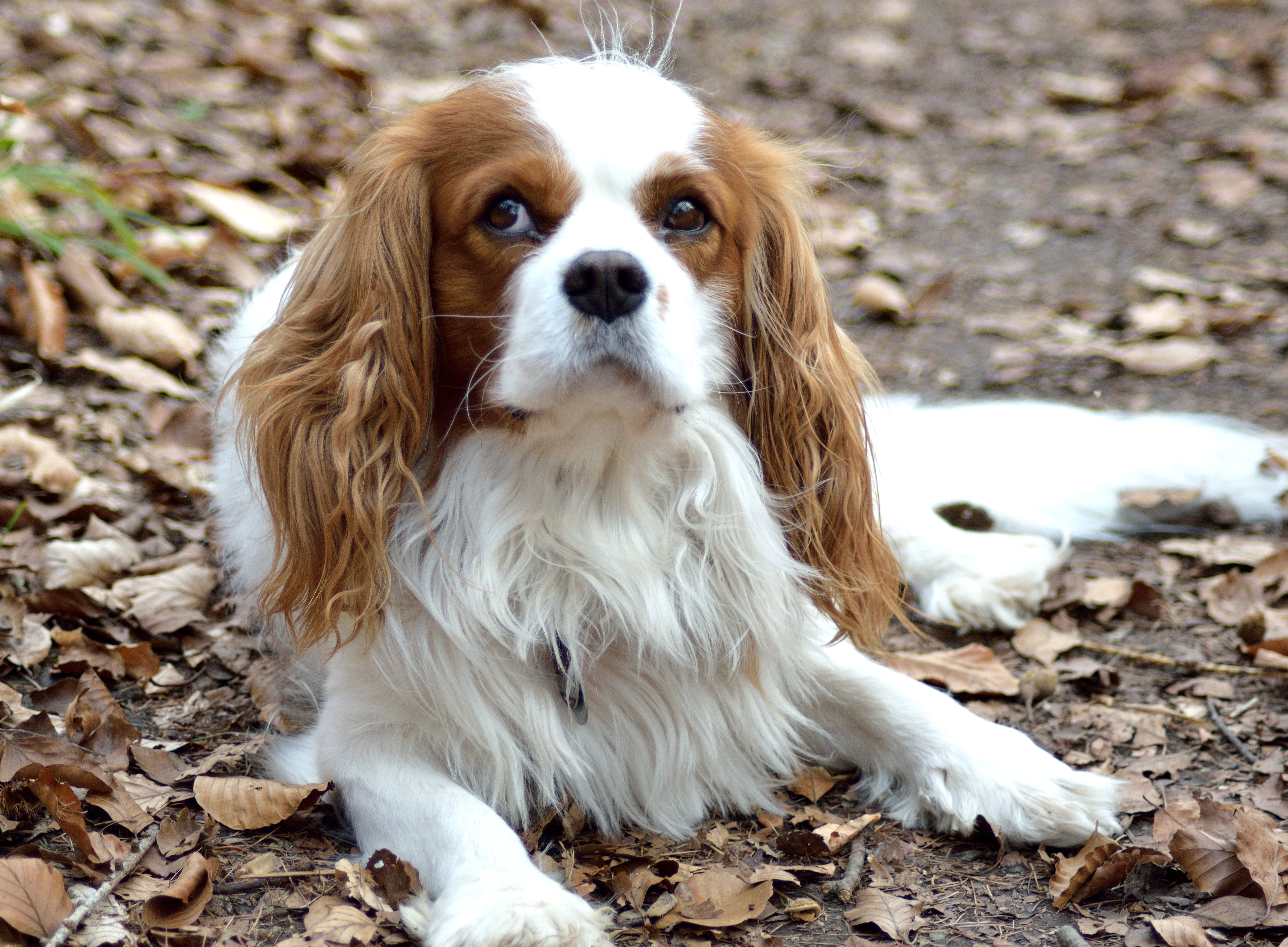 outdoors, coated, sitting, one animal, dog, hair, domestic animals, portrait, lap dog, brown, 5K, day, canine, small, no people, vertebrate, domestic, HD Wallpaper