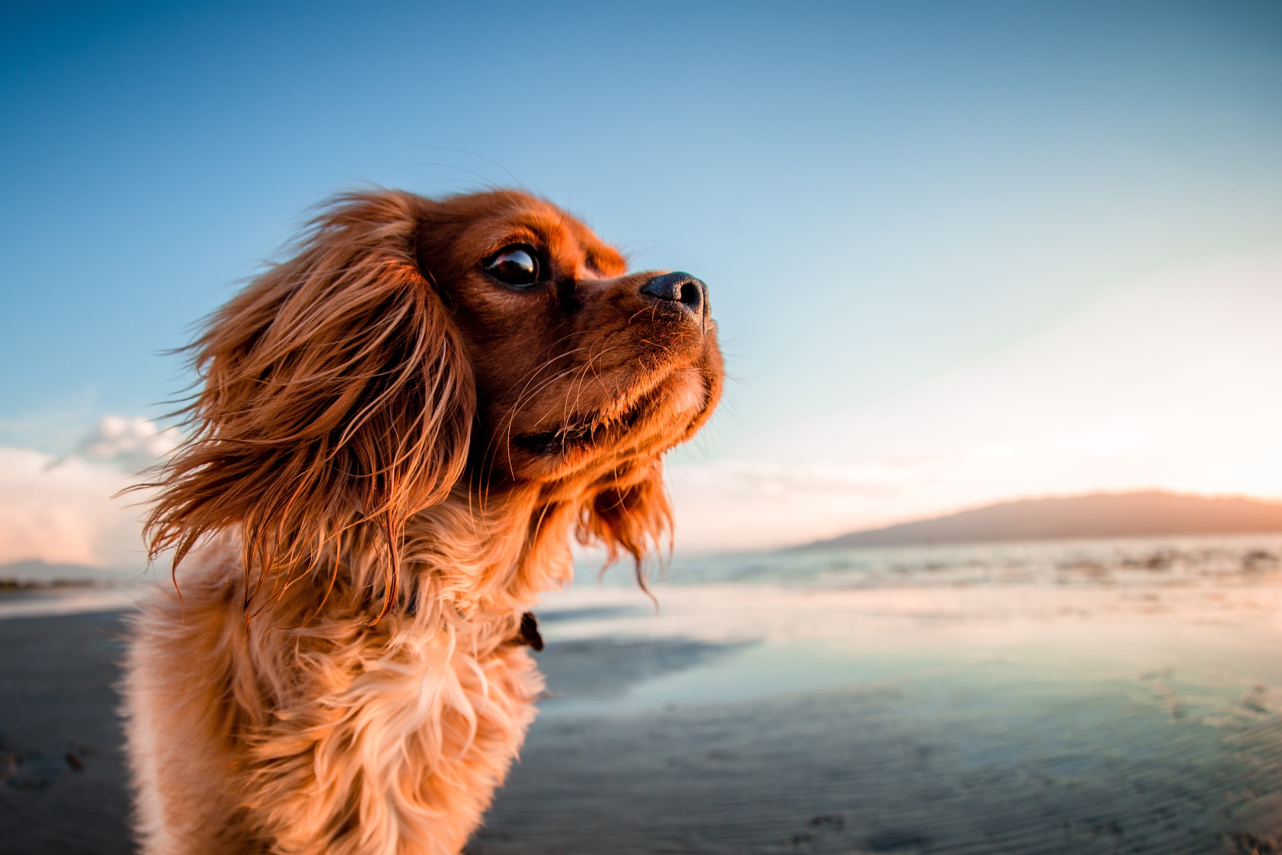 blue, summer, adult, pets, sunny, canine, sea, animal, no people, land, cavalier king charles spaniel, vertebrate, puppy, lap dog, domestic animals, HD Wallpaper