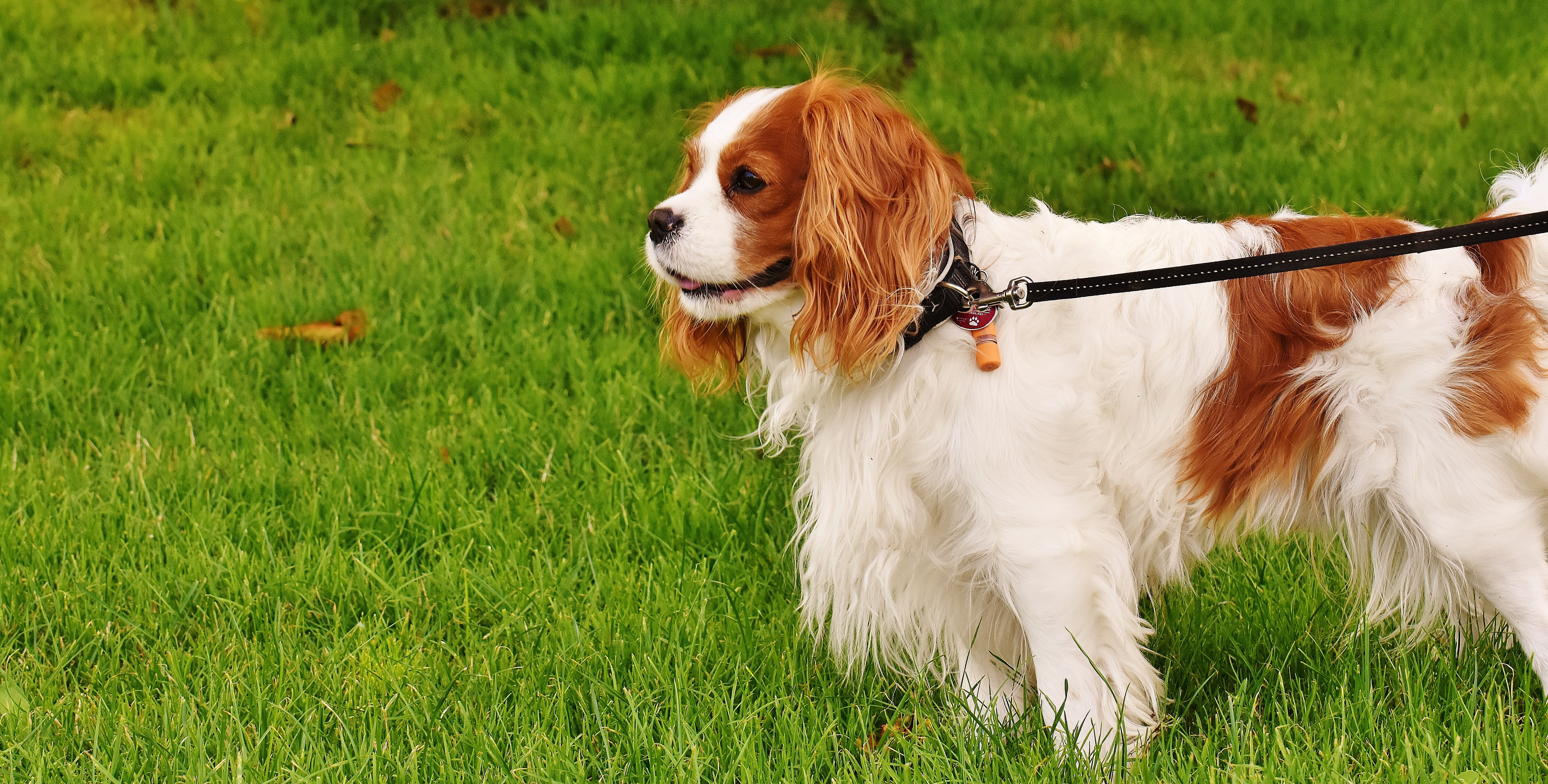 small, dog, brown, animal themes, cute, green color, animal, nature, vertebrate, grass, field, no people, white, land, mammal, cavalier king charles spaniel, HD Wallpaper