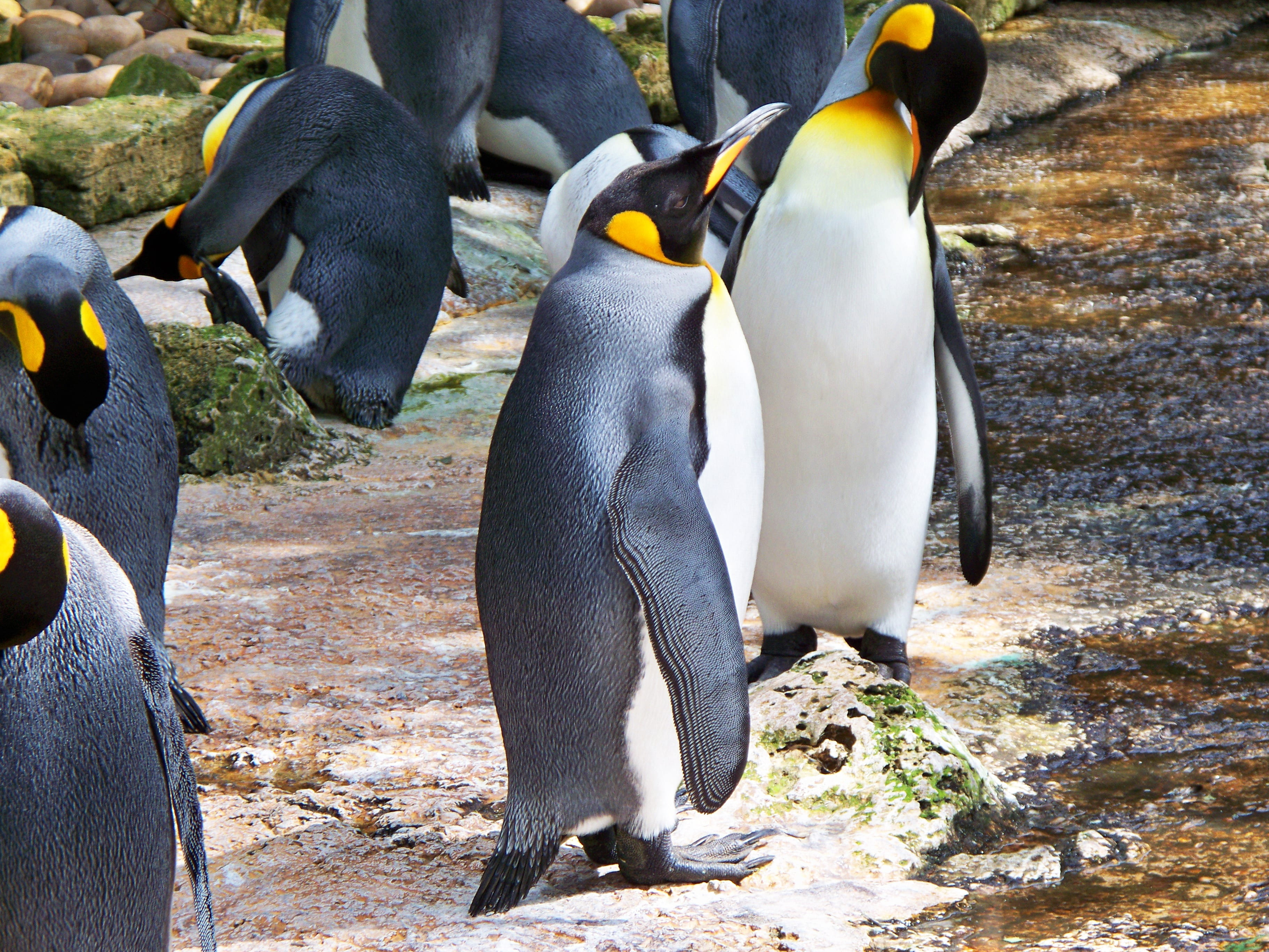 no people, south Pole, land, Aptenodytes Patagonicus, pebble, solid, aquatic, three animals, king, day, detail, animal themes, togetherness, animals And Pets, HD Wallpaper
