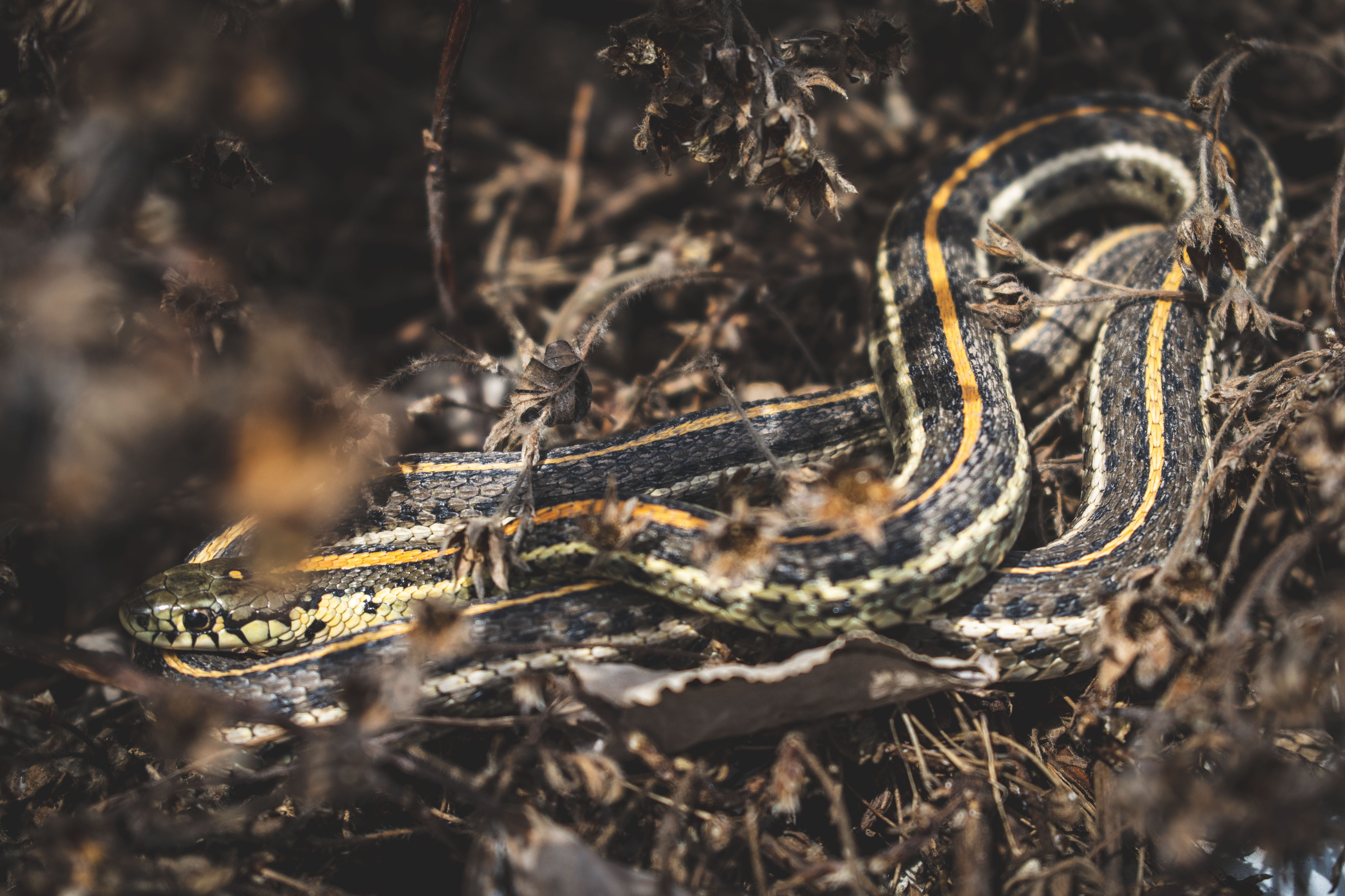 no people, animal body part, invertebrate, plant, animal wildlife, animal themes, reptile, land, arachnid, king snake, sign, tree, animals in the wild, HD Wallpaper