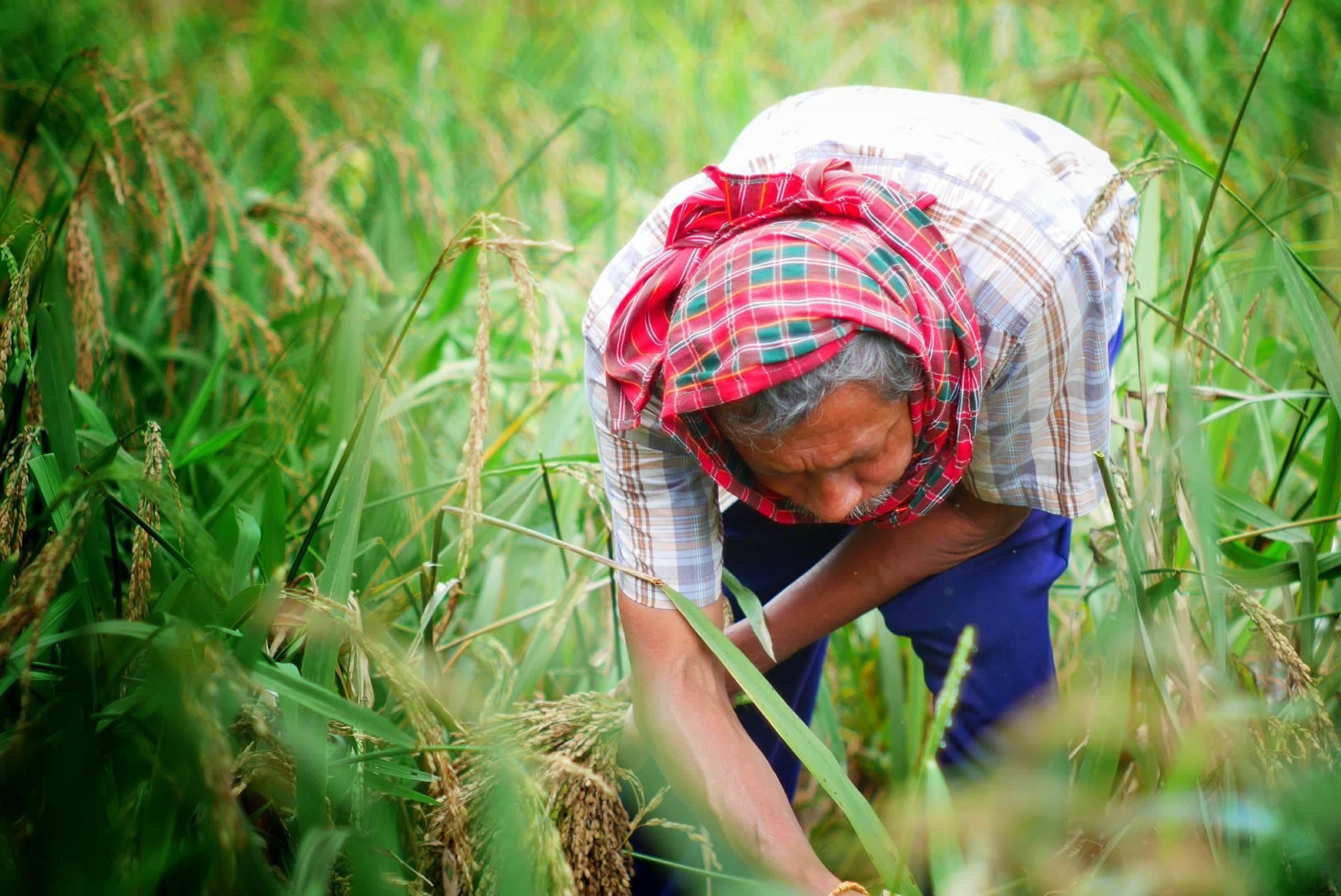 golf club, farm, rice, outdoors, cultivating, route thailand, Thailand, one person, farmer, selective focus, Men, hand function, crop, working, operator, HD Wallpaper