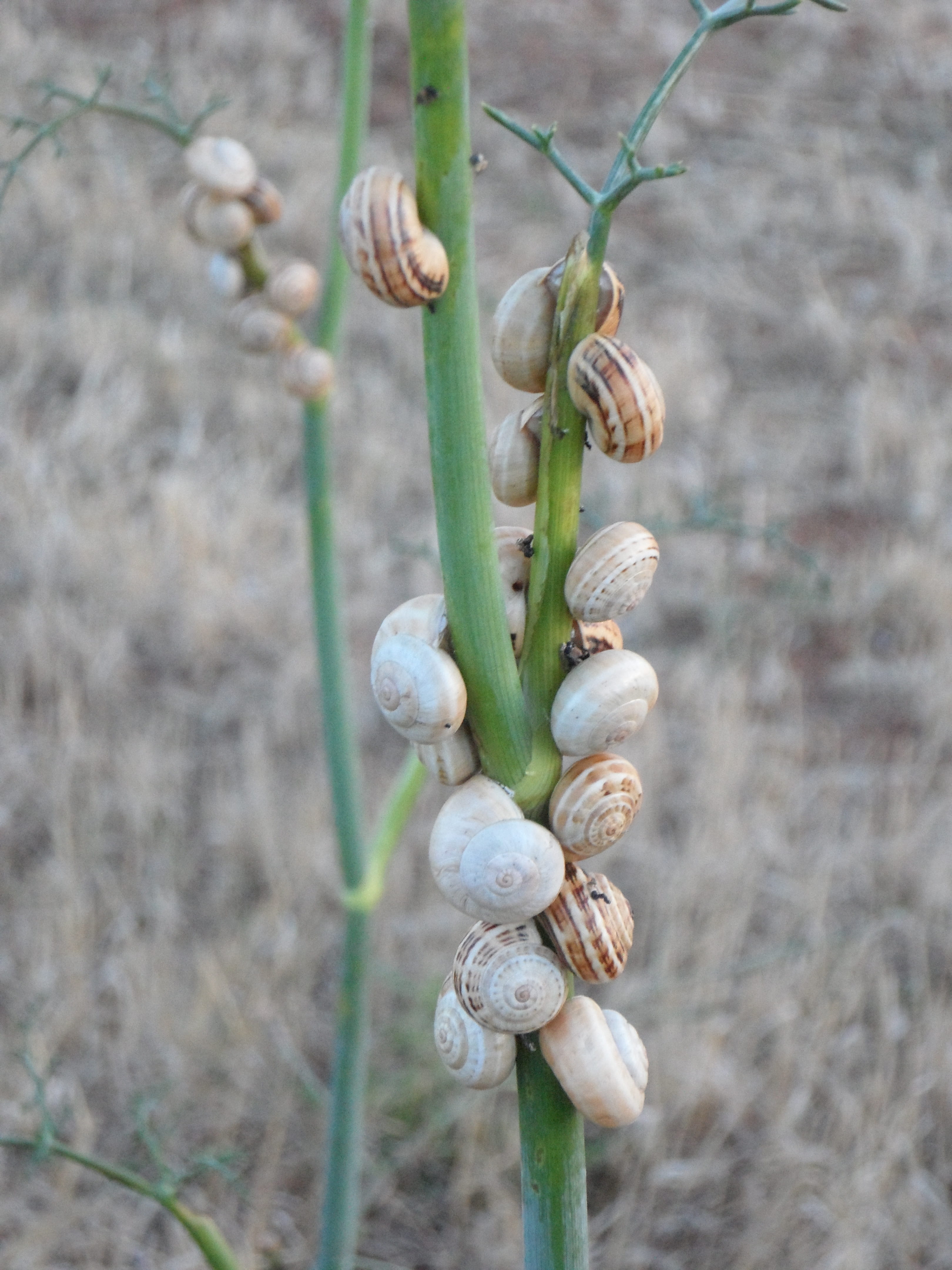 day, plant stem, shell, selective focus, field, snails, close-up, nature, bud, growth, focus on foreground, food, beauty in nature, land, freshness, 4K, Phone HD Wallpaper