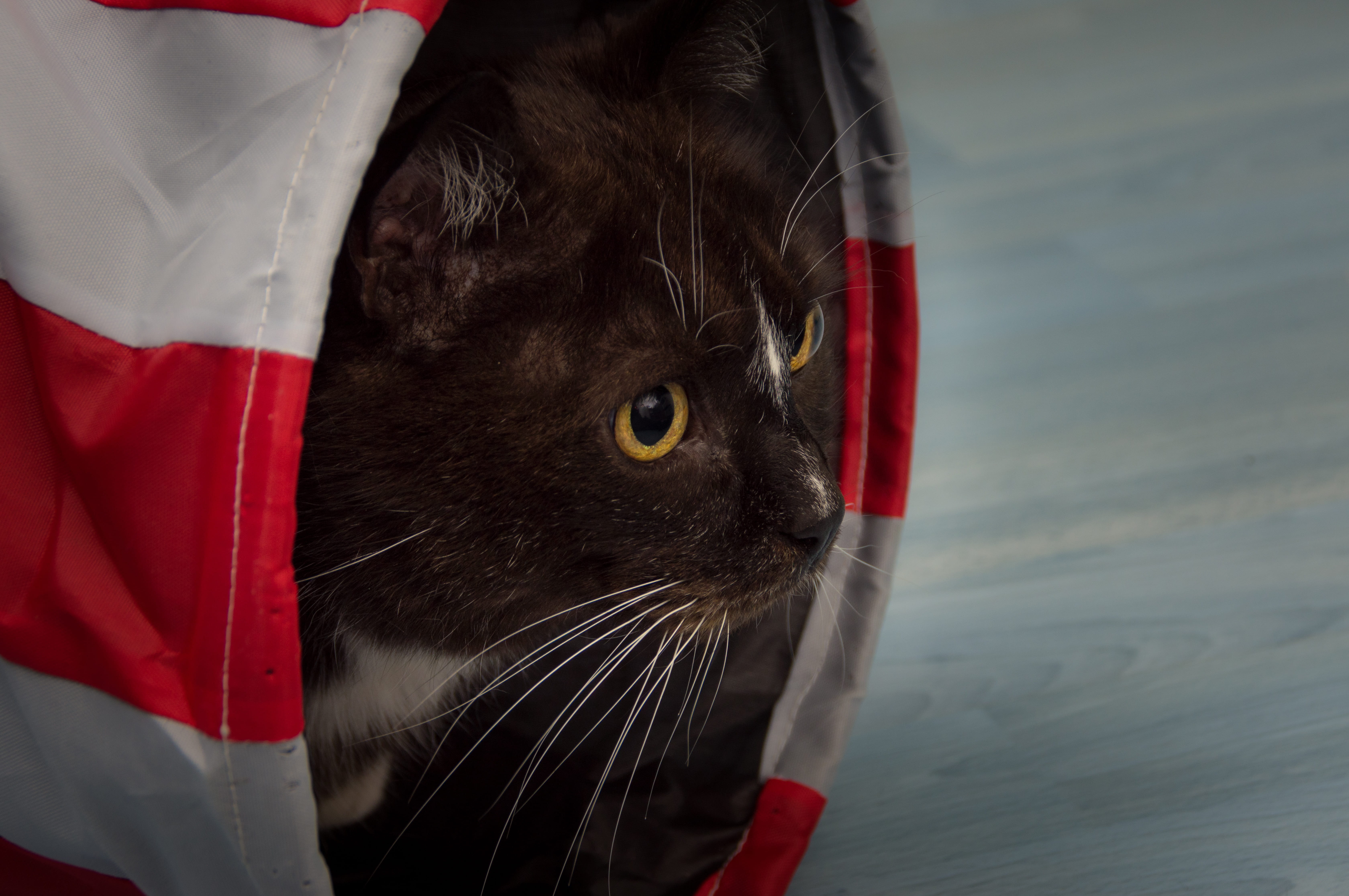 occupied, outlook, no people, tunnel, domestic animals, indoors, mammal, view, watch, black, cat, one animal, vertebrate, pets, cozy, animal head, animal body part, HD Wallpaper